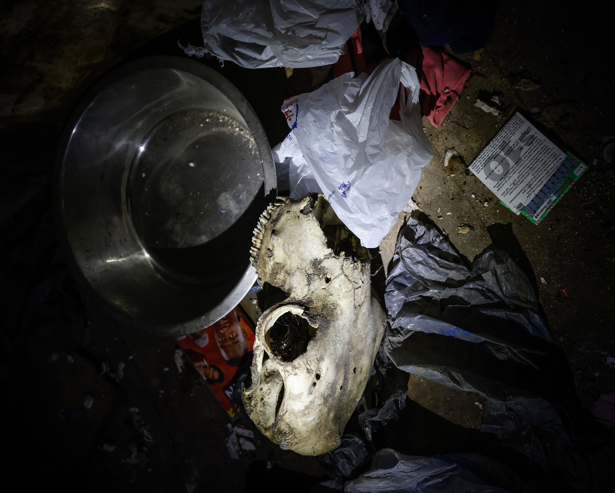 A cow skull was found in a nuisance house on Chapel St.  in Old North Dayton Tuesday June 21. The house was filled with dog cages potentially used to hold dogs for fighting, JIM NOELKER / STAFF