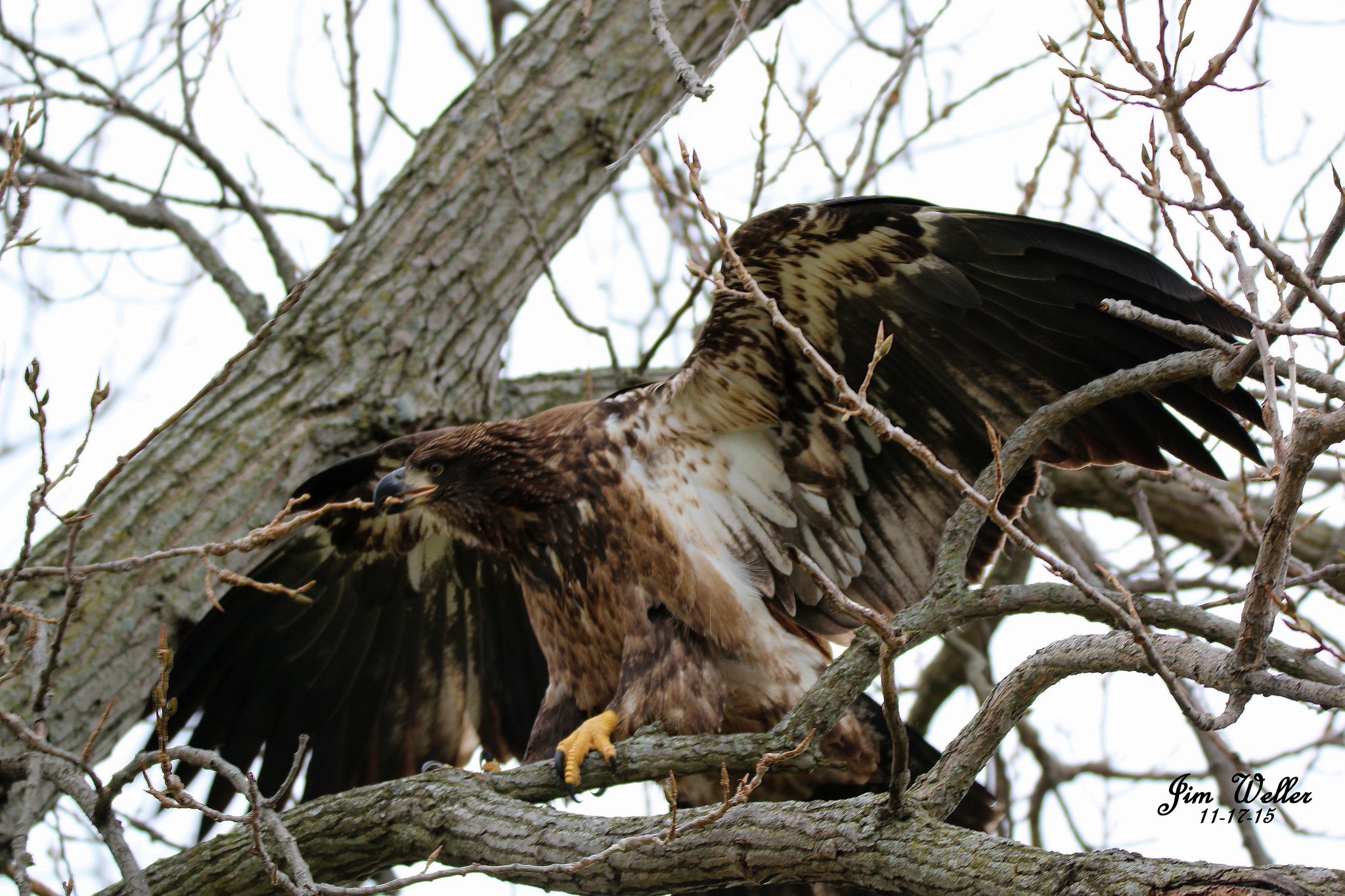 Nesting bald eagles in the path of rare California blizzard