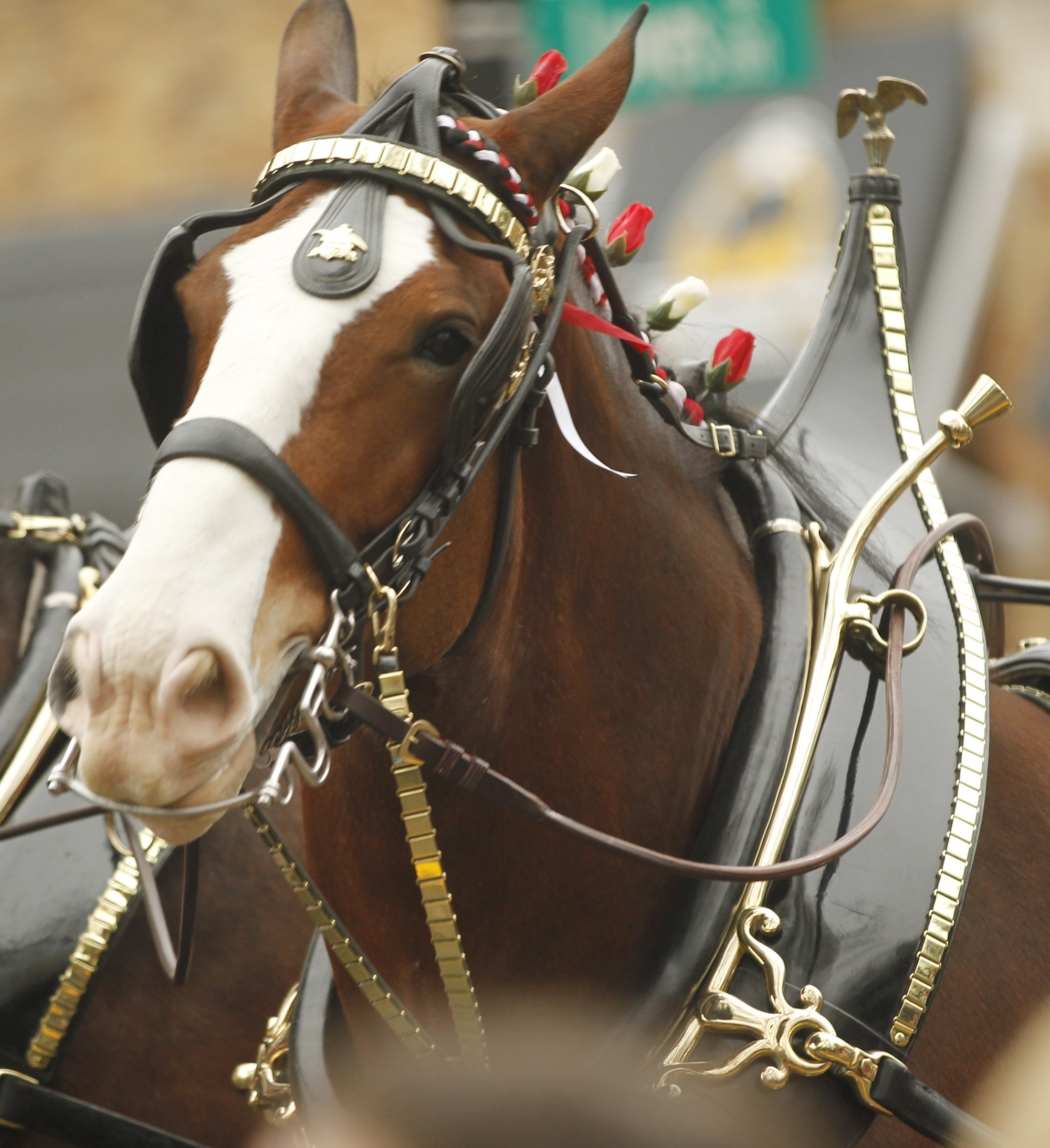 The Budweiser Clydesdale hitch team visited Dayton on Wednesday to deliver beer to several businesses on Brown Street. TY GREENLEES / STAFF