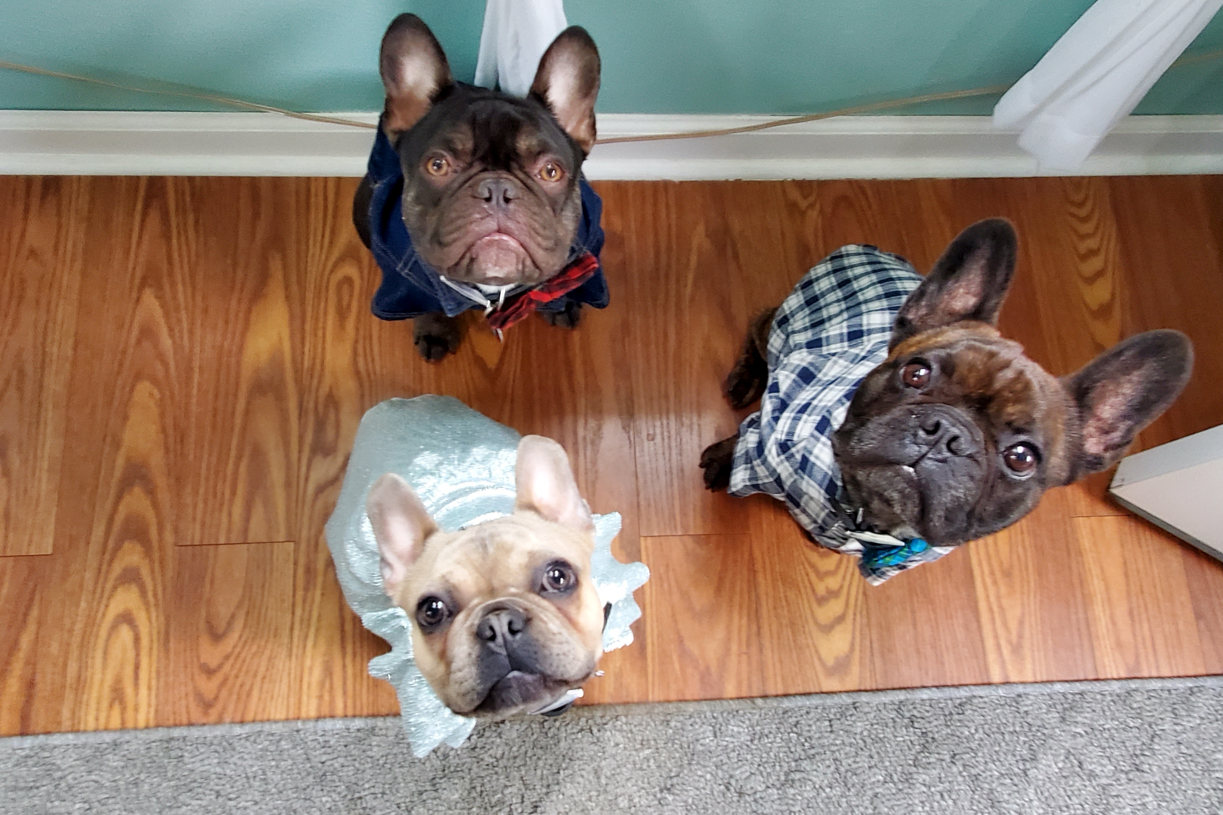 what are french bulldogs known for