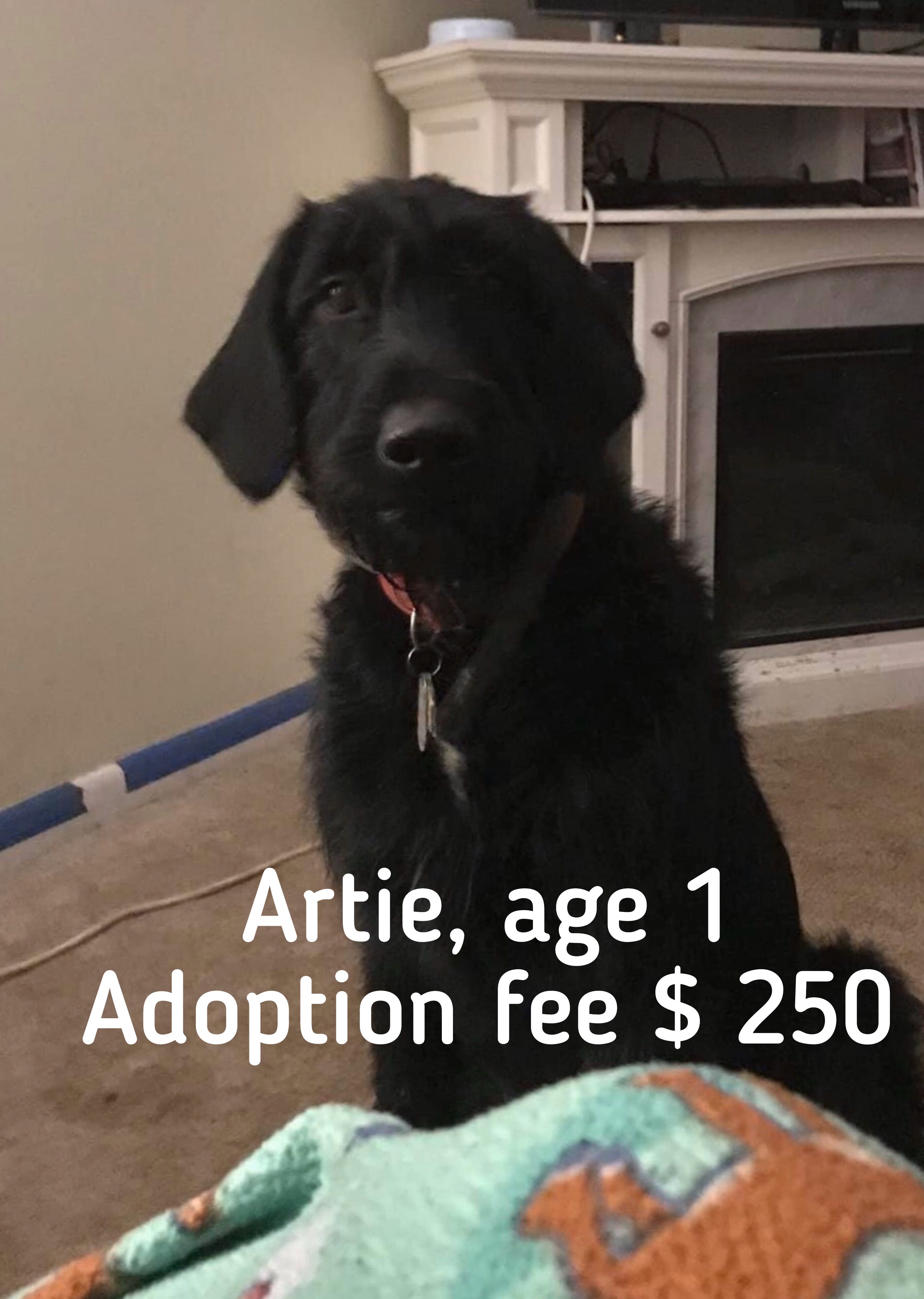 Virtual dog adoption event in Dayton