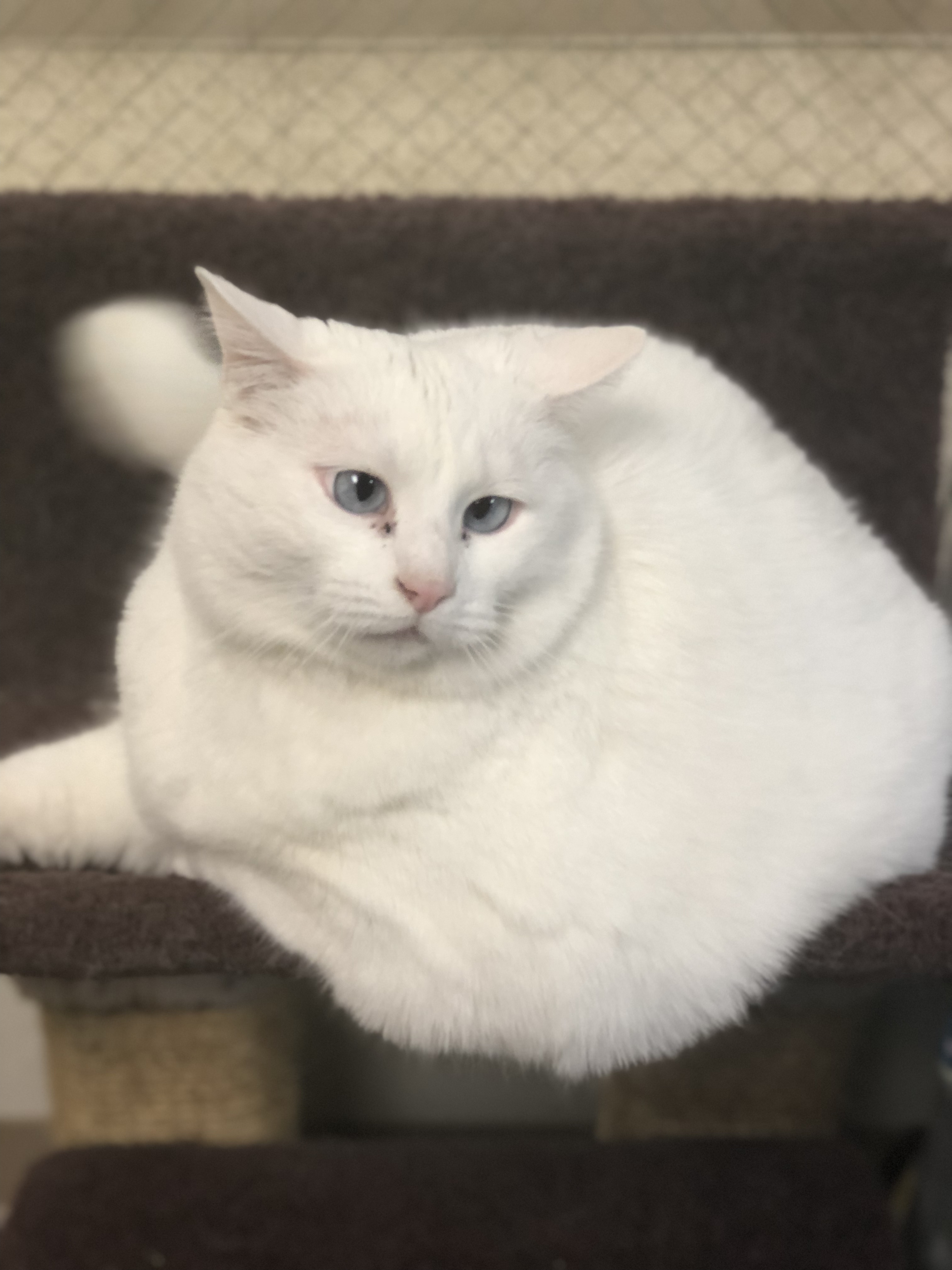 Princess Powderpuff is up for adoption at SICSA Pet Adoption Center. The white cat is 19 pounds and has blue crossed eyes.