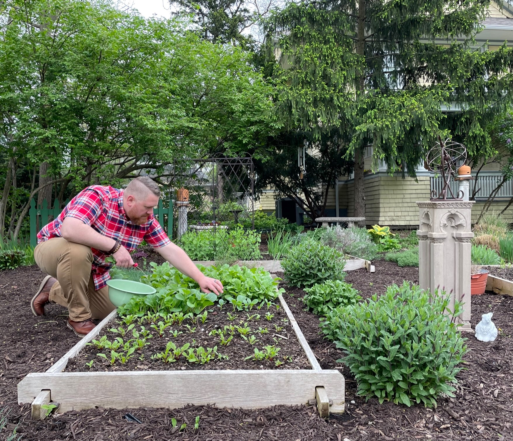 Justin Mohler, owner of the Salt Block Biscuit Company, picks vegetables for his restaurant.  His garden is part of the Garden Club of Dayton's upcoming Garden Gems Tour on June 11th.  NANCY DANKOF/COURTESY PHOTO. 