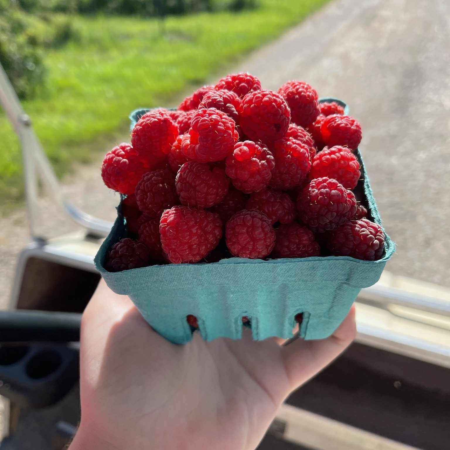 A ‘berry Good Day For Berry Picking 3638