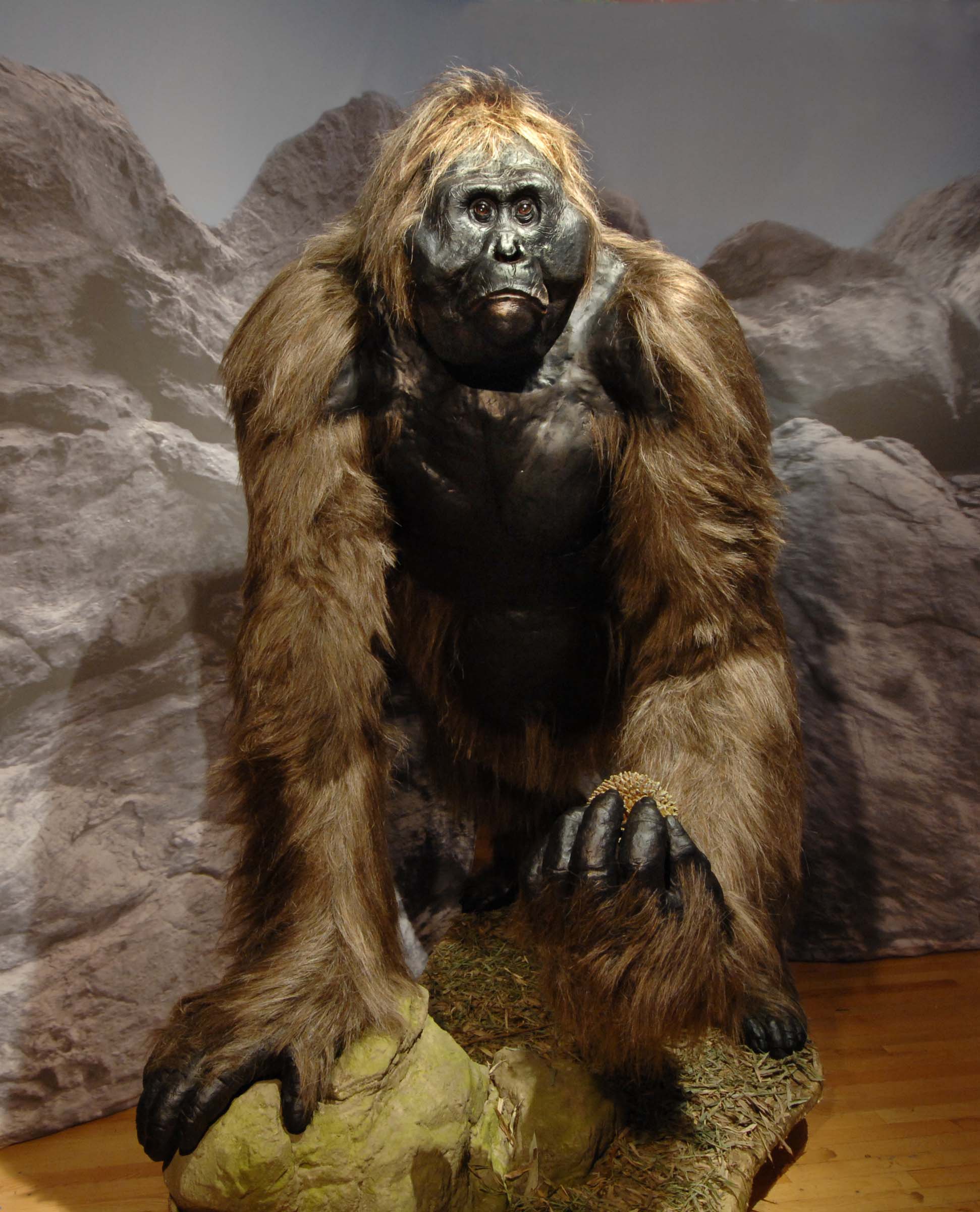 Enormous apes are more than a myth. This reconstructed massive creature called the Gigantopithecusis an extinct primatea very distant relative of humans that lived in southeast Asia for almost a million years, until perhaps as recently as 300,000 years ago.© AMNH/D. Finnin