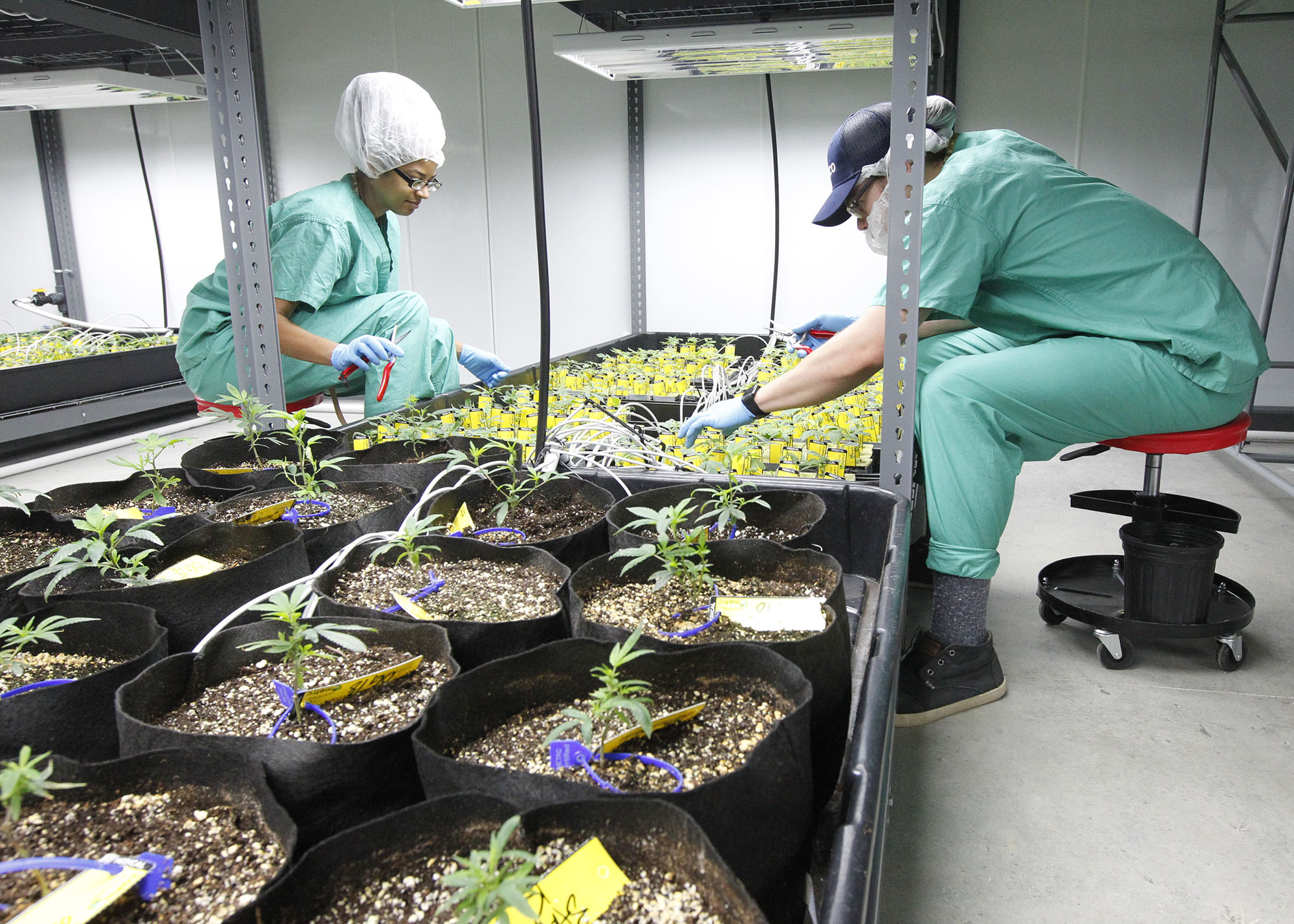 Medical marijuana cultivator and processor Cresco Labs, hosted a ribbon cutting at its Yellow Springs facility on Monday to mark the first cultivation of plants. Cultivation agents work inside the vegetation room. TY GREENLEES / STAFF