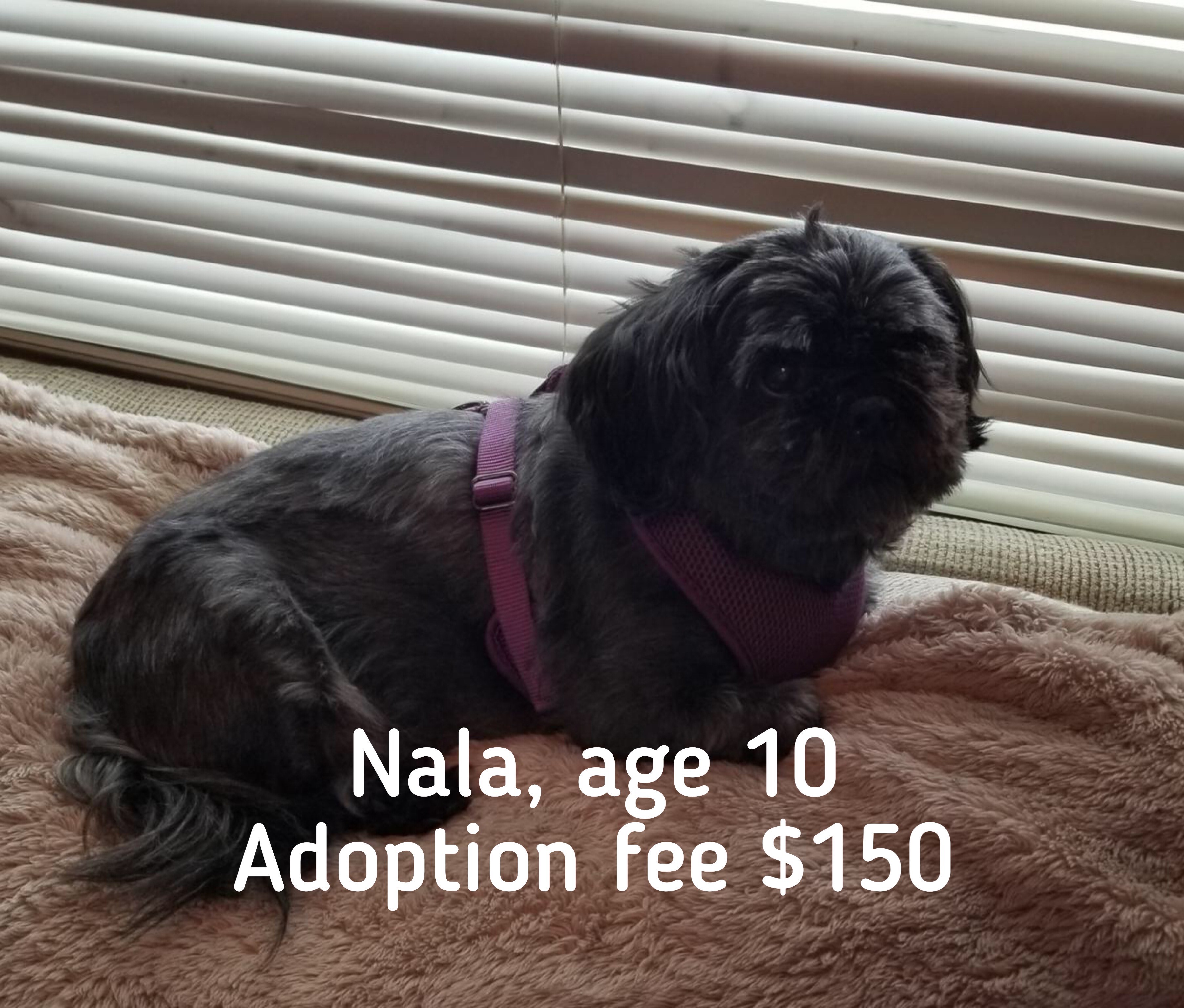 Virtual dog adoption event in Dayton