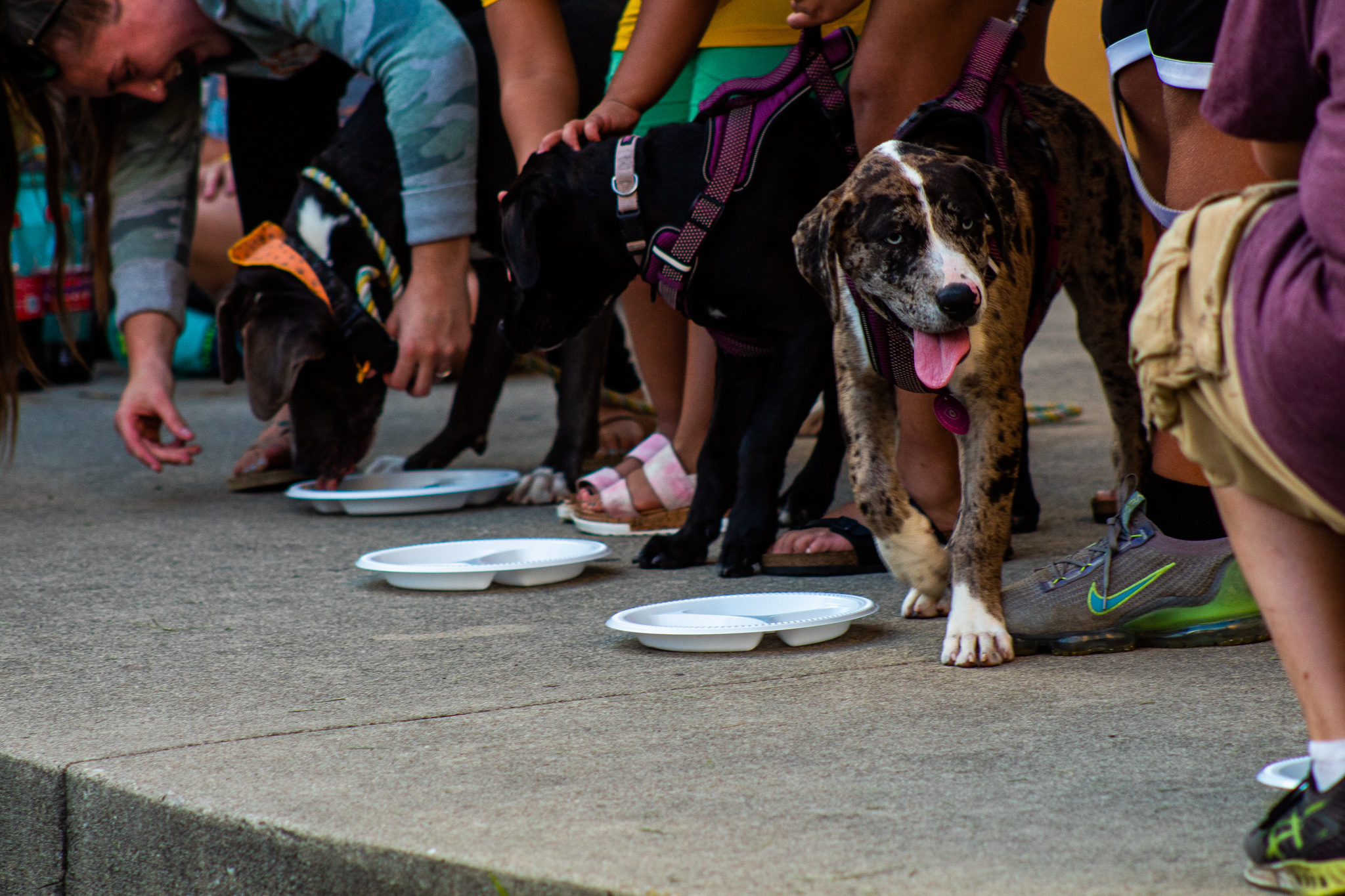 Cincinnati Reds on X: Oh have we mentioned THERE ARE DOGS AT THIS GAME.   / X