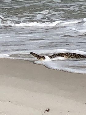 A large snake was rescued from Pensacola Beach Tuesday near the Fort Pickens area.