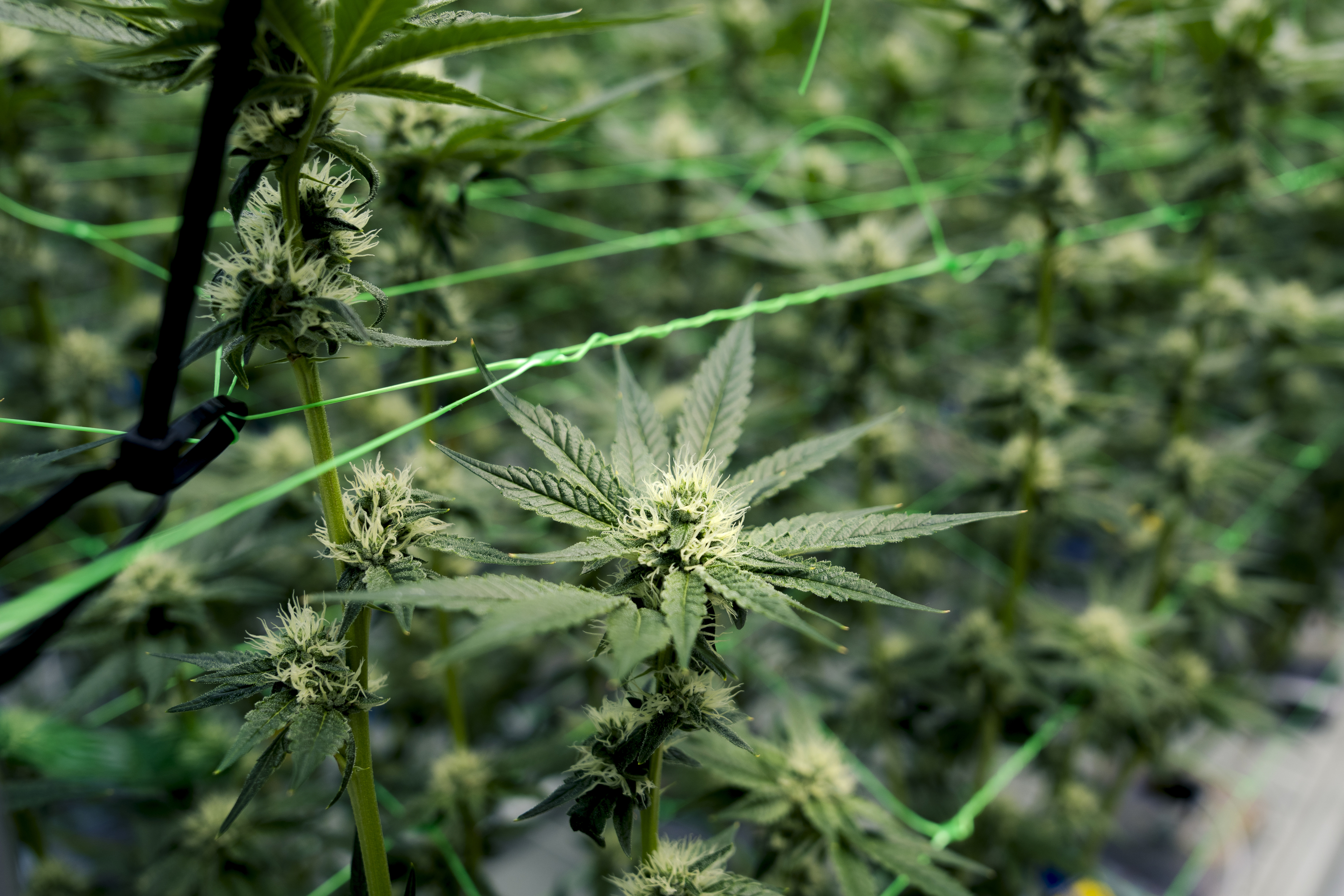Michigan marijuana market can't outrun oversupply as sales fall - Crain ...
