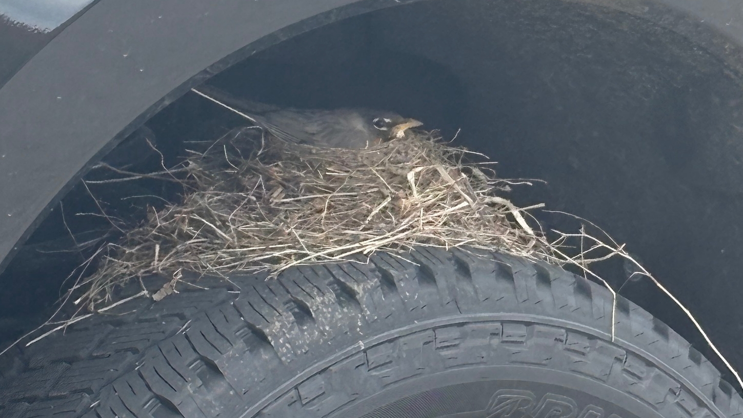 Ford dealership’s sale held up by federally protected robin’s nest on pickup