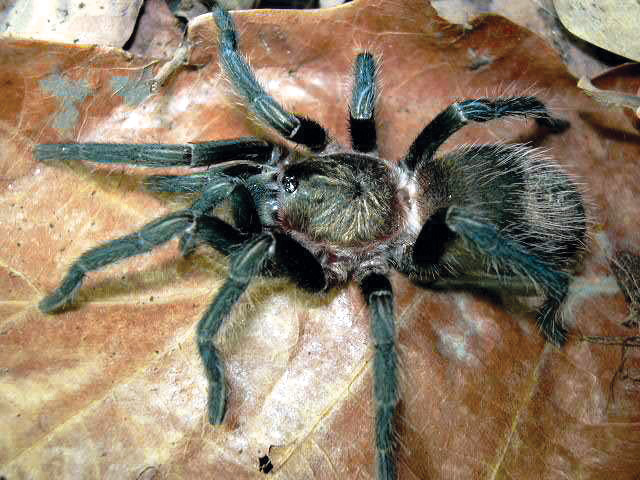 Creepy crawlers could hold relief for burn victims - Modern Healthcare
