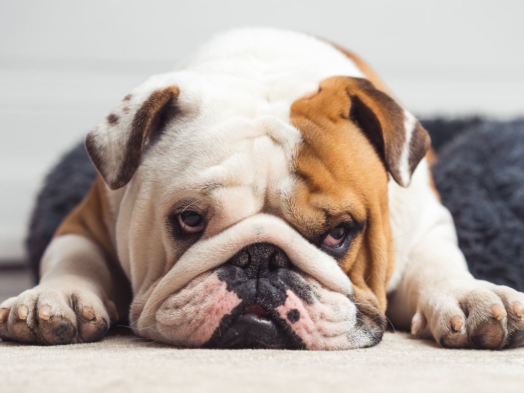 Veterinarians ask to stop buying British bulldogs, what’s the reason?