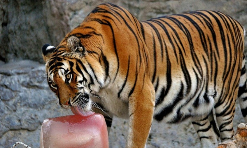 Por ola de calor, zoológico de Roma congela alimento para sus animales  (FOTOS)