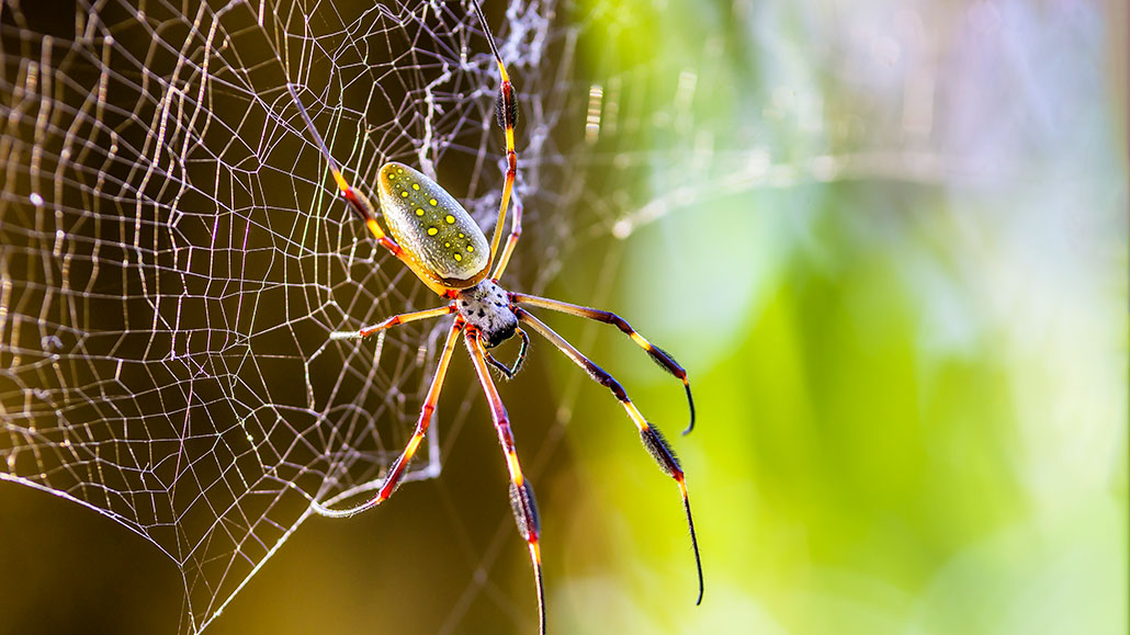 Las arañas se rigen por las mismas leyes de los planetas para aparearse