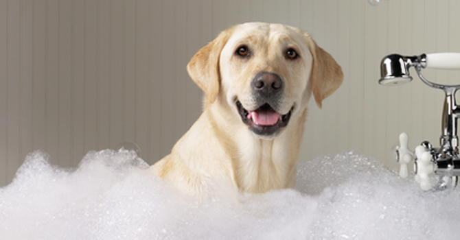 bañar a mi perro en invierno?