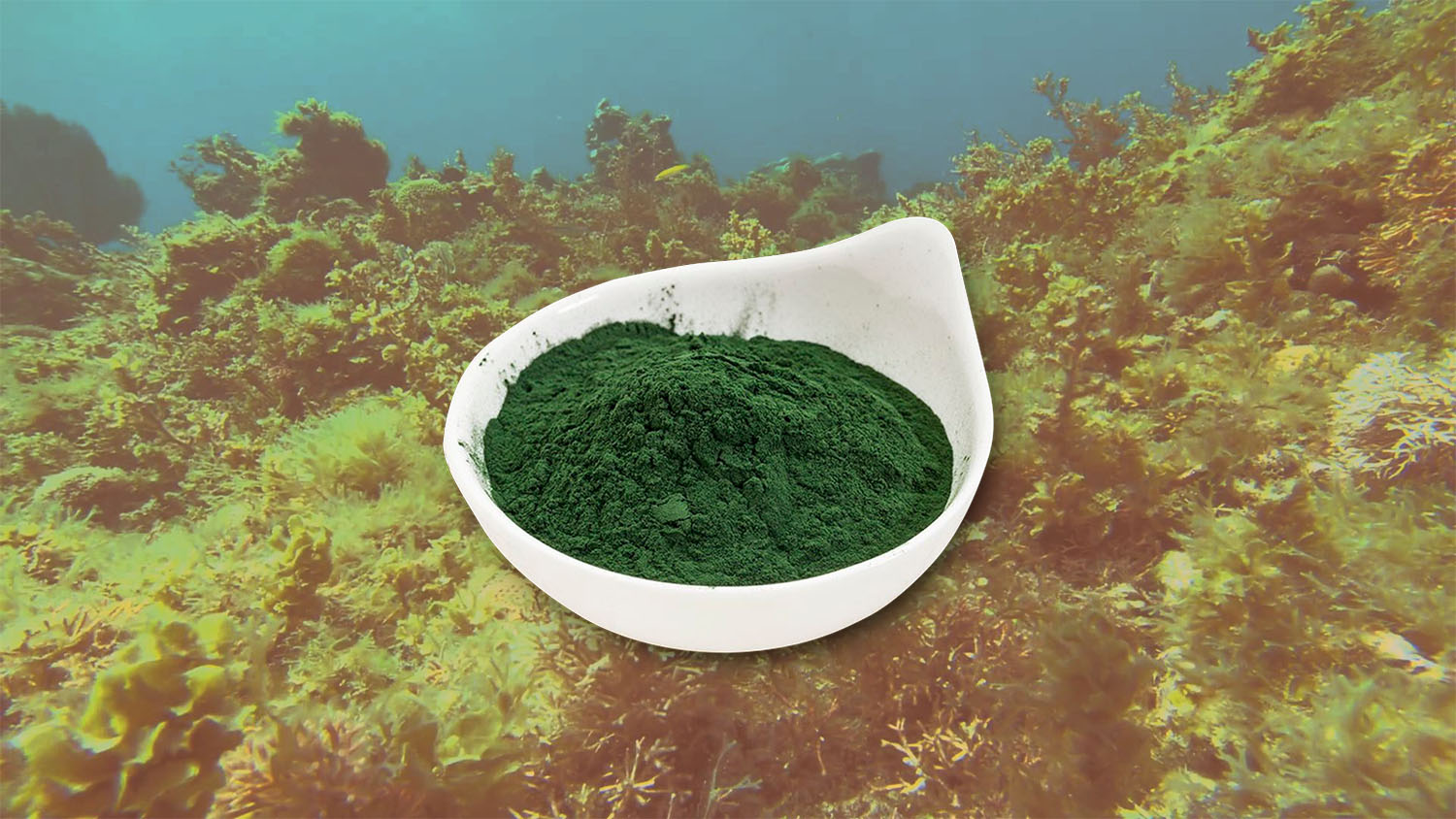 Газ из водорослей. Водоросли рода Spirulina. Algae спирулина 2400. Синезеленая водоросль спирулина. Мука из водорослей.