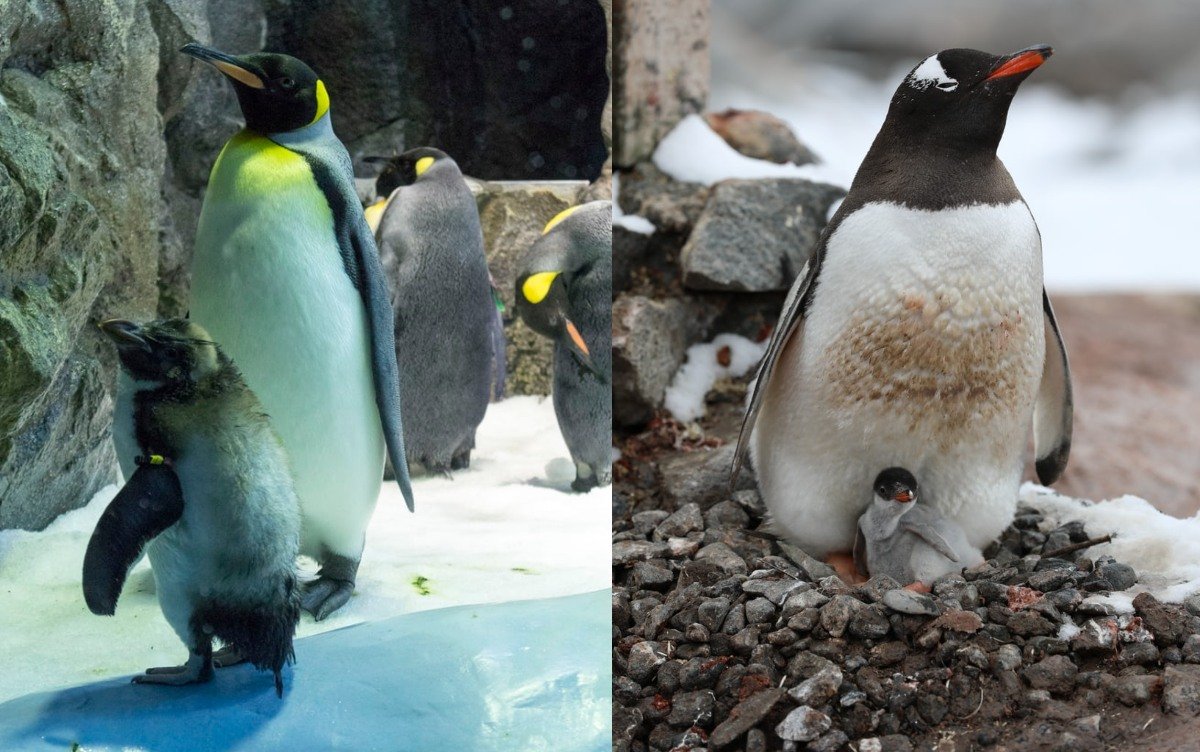 Por qué el egoísmo humano le esta quitando la vida a miles de crías de  pingüinos