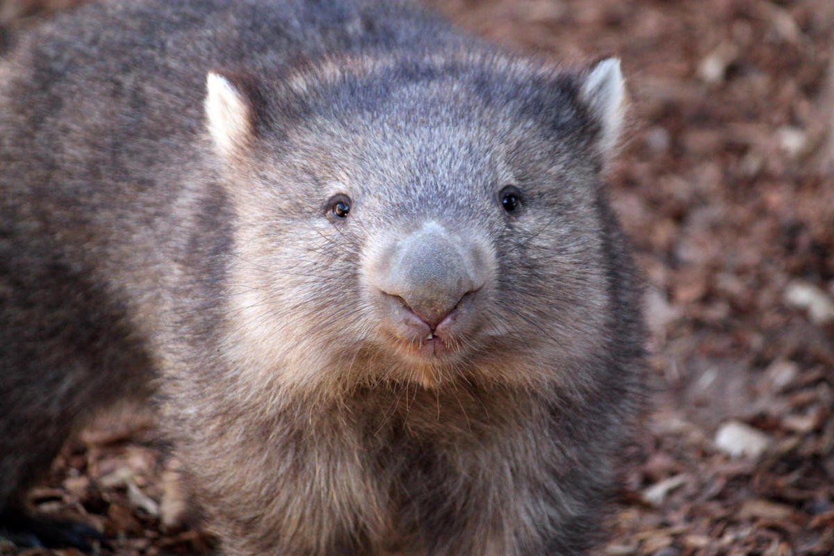 トップス wombat NM zoo gets North America's only Tasmanian wombats – Deseret News