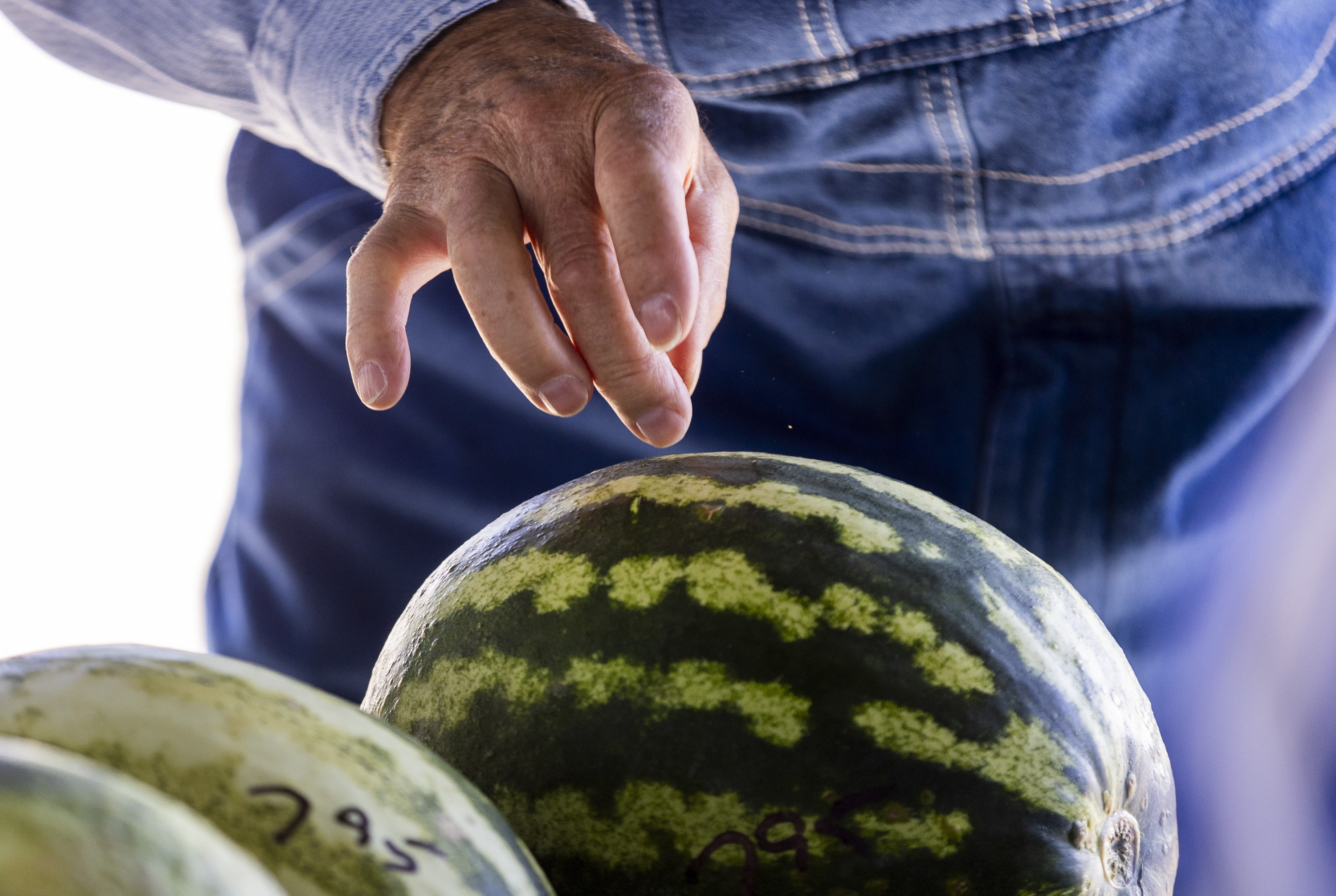 Watermelon: What the angels eat, especially in Green River