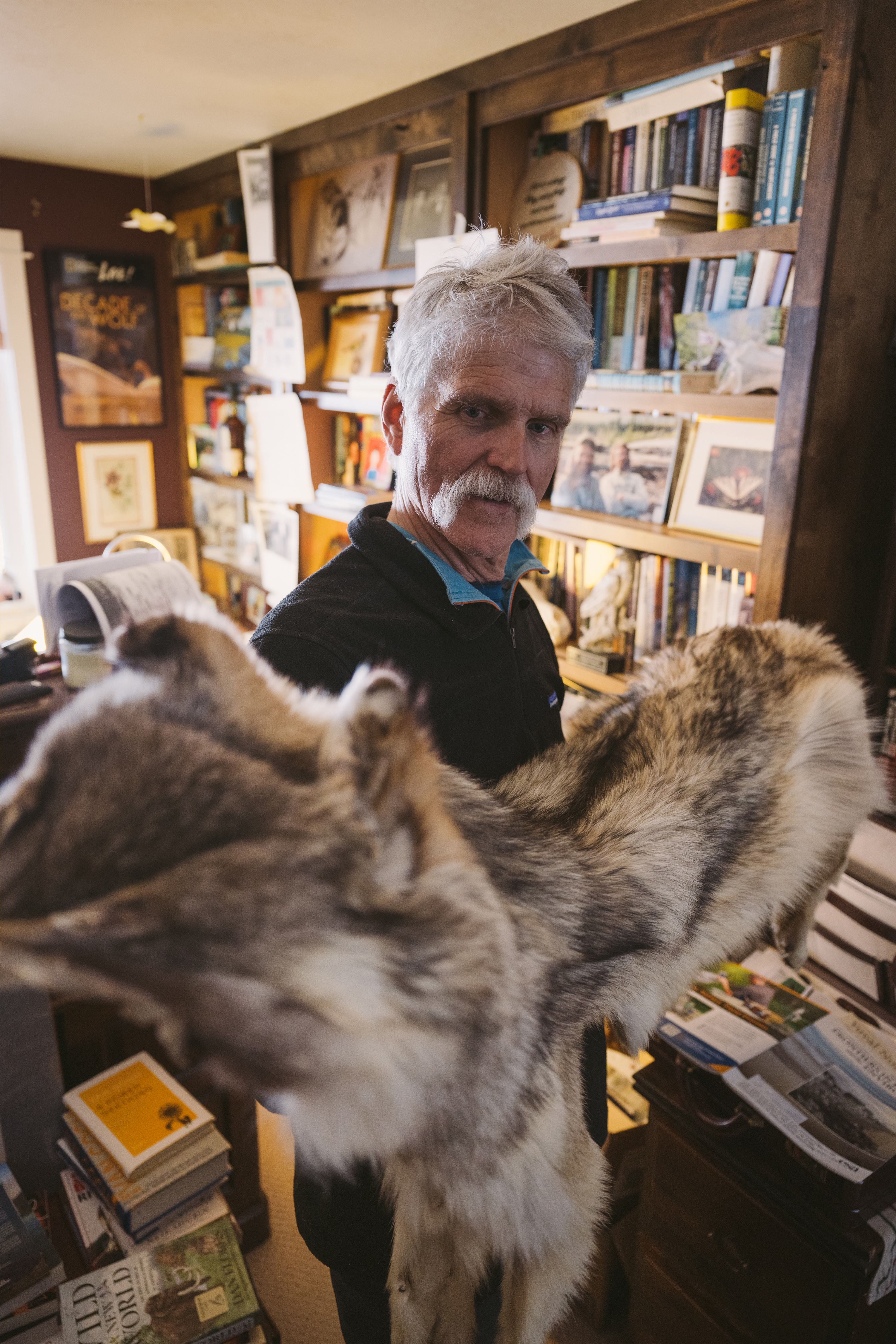 Web of lives: Benefits of wolves returning to Yellowstone food web – NPR for Oregonians