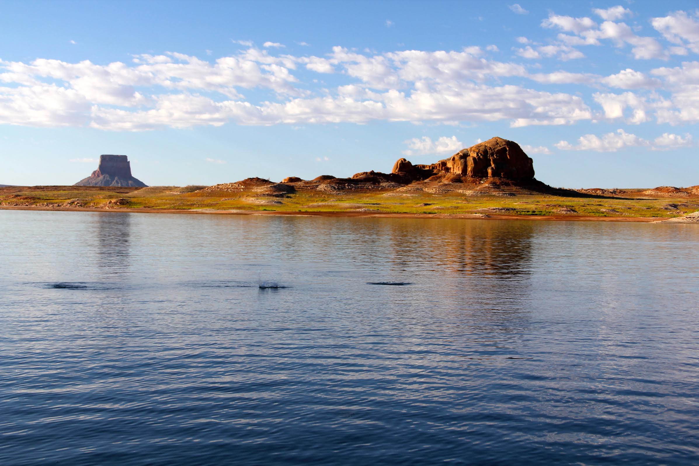 Stripers are officially on top water across the lake - Lake Powell Chronicle