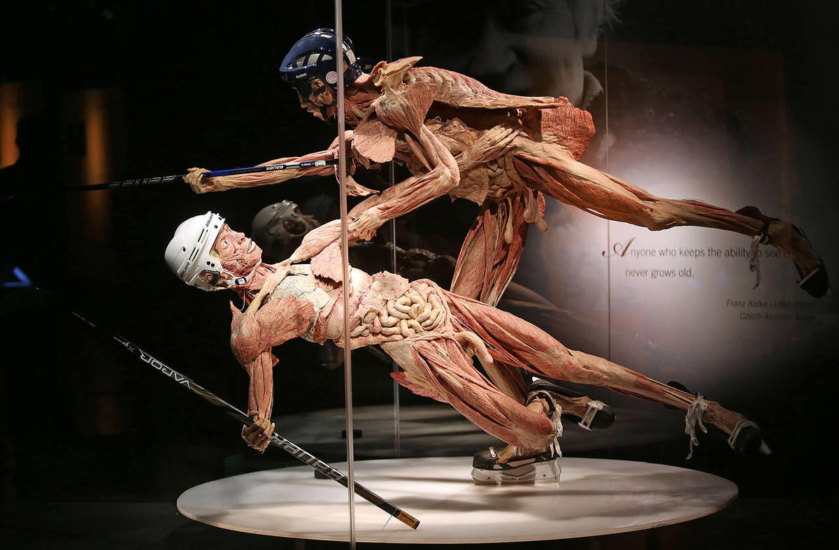 Body Worlds' brings health education focus to The Leonardo