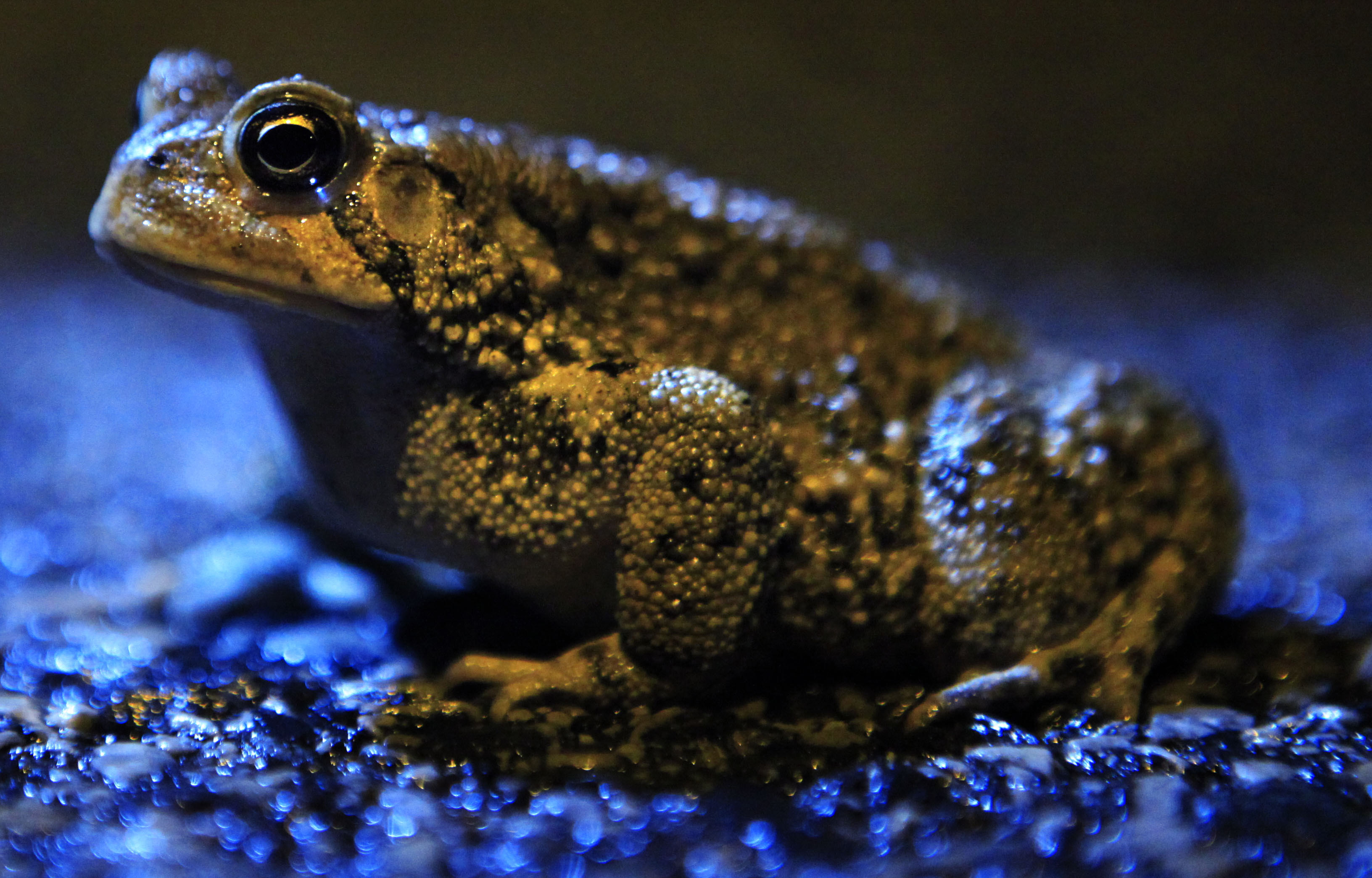 The National Park service asks visitors not to lick toads