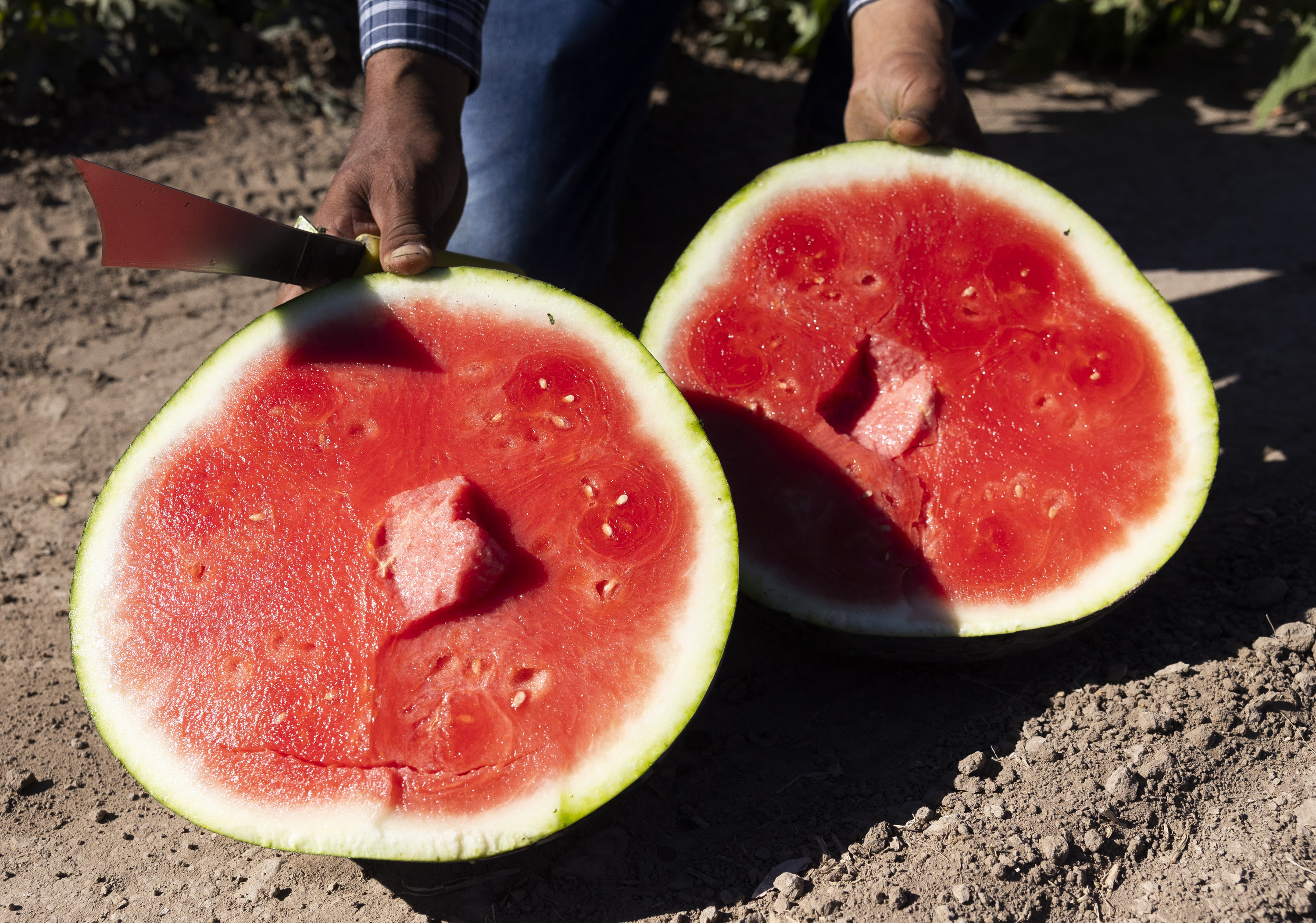 Watermelon: What the angels eat, especially in Green River