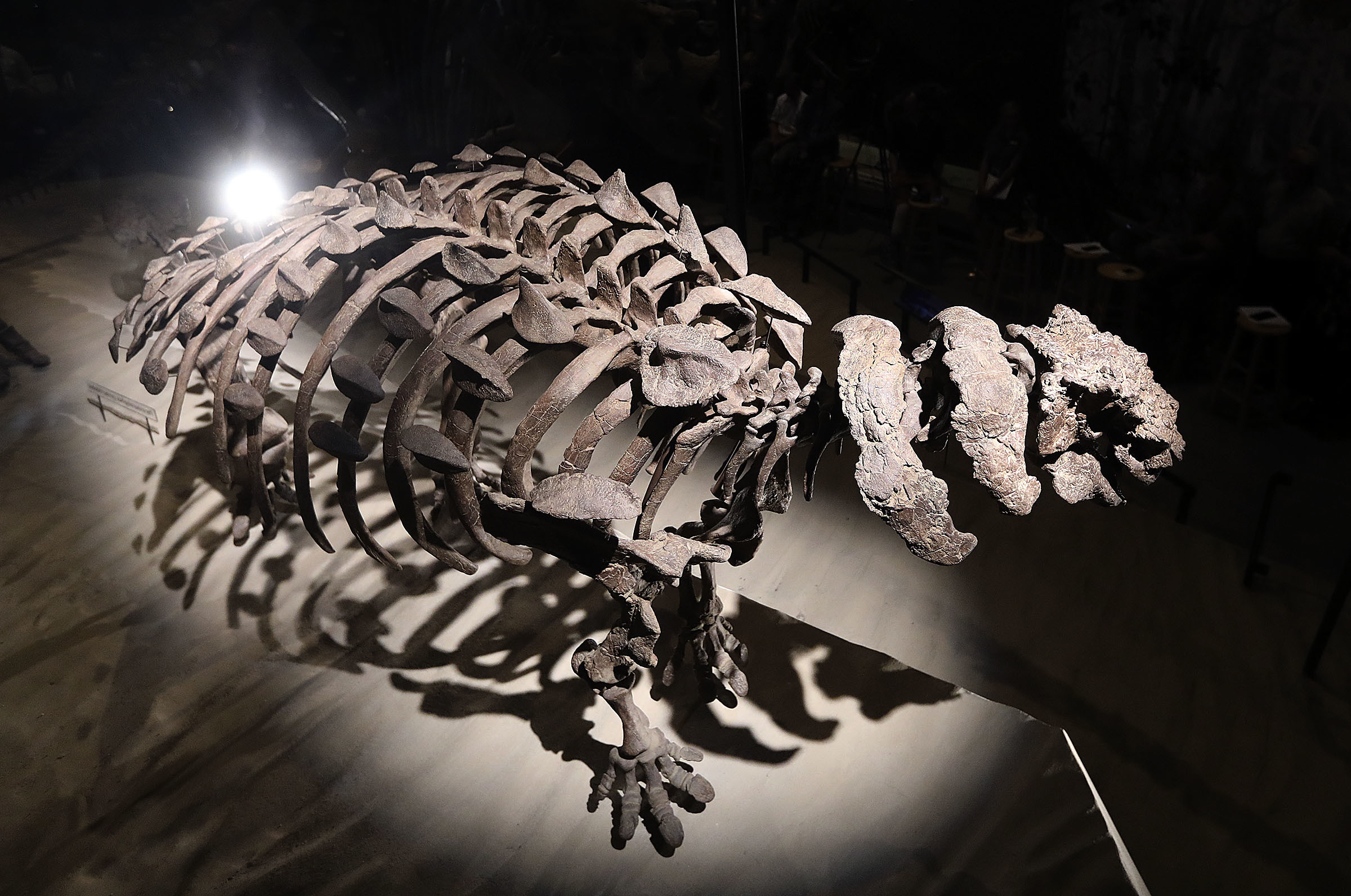 New bony, spiky species of dinosaur found in Utah – Deseret News