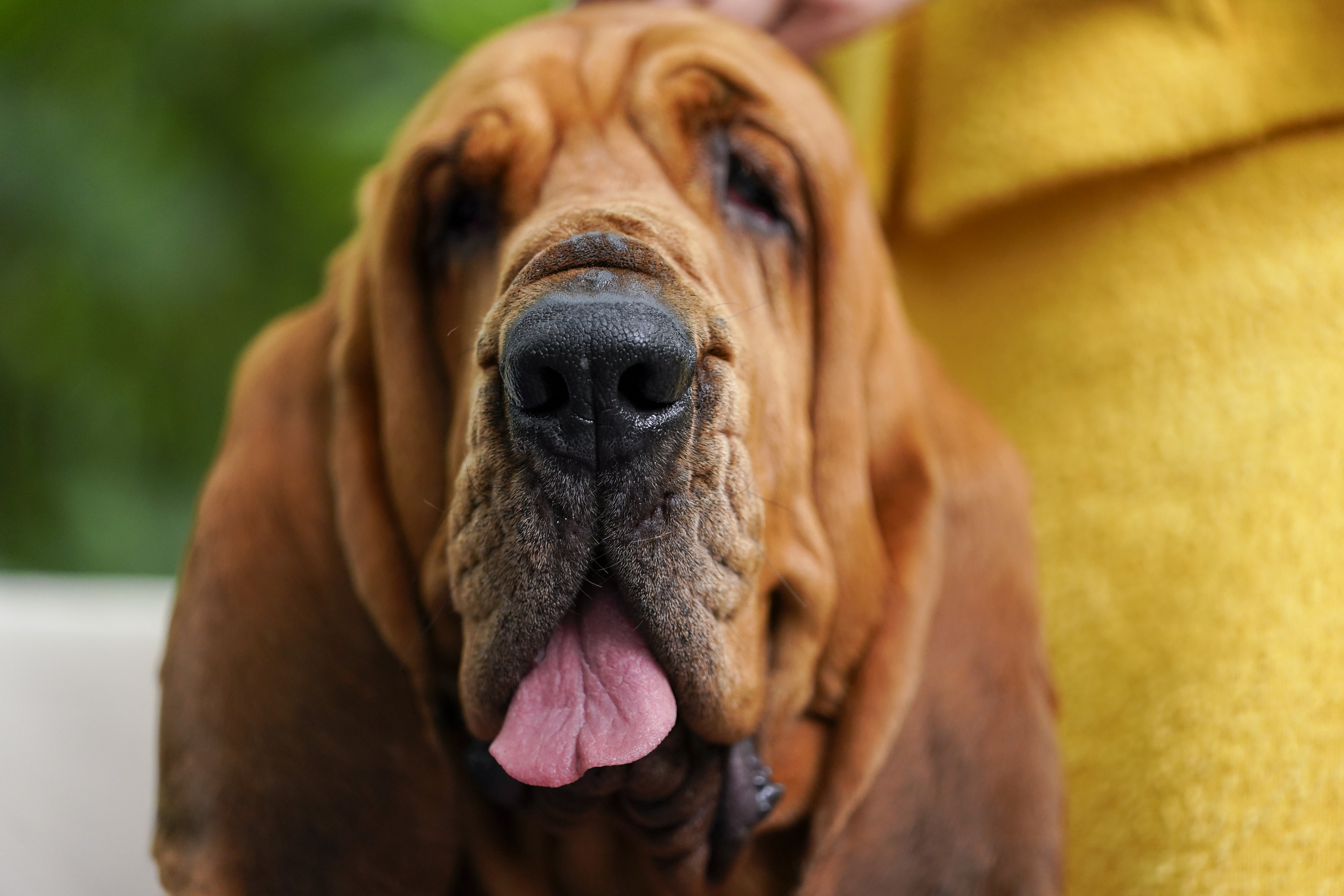 Oldest bloodhound best sale on record