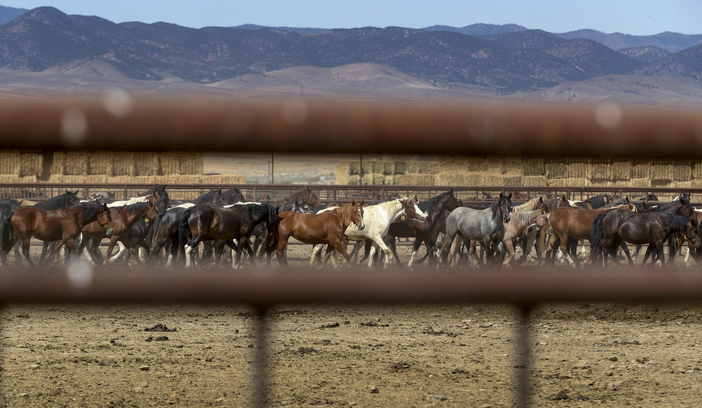 The wild horse population has reached a crisis point, BLM says – Deseret  News