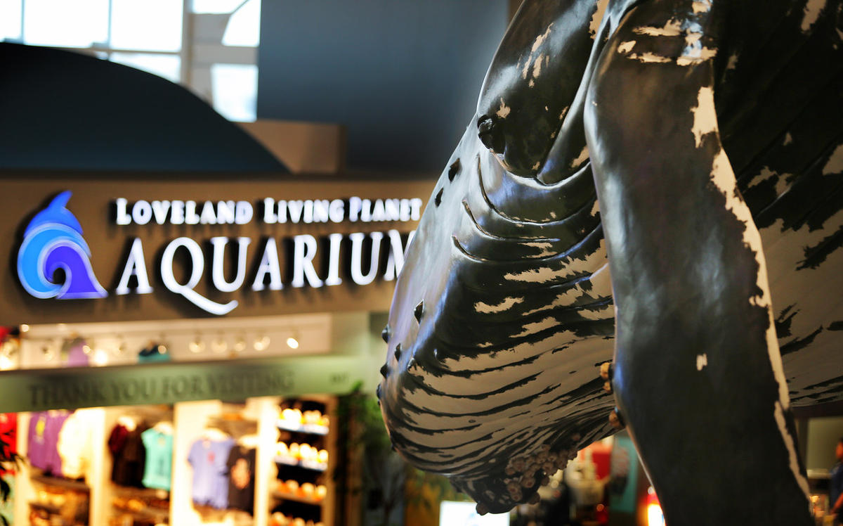 Artist finishes a whale of a project at Loveland Living Planet
