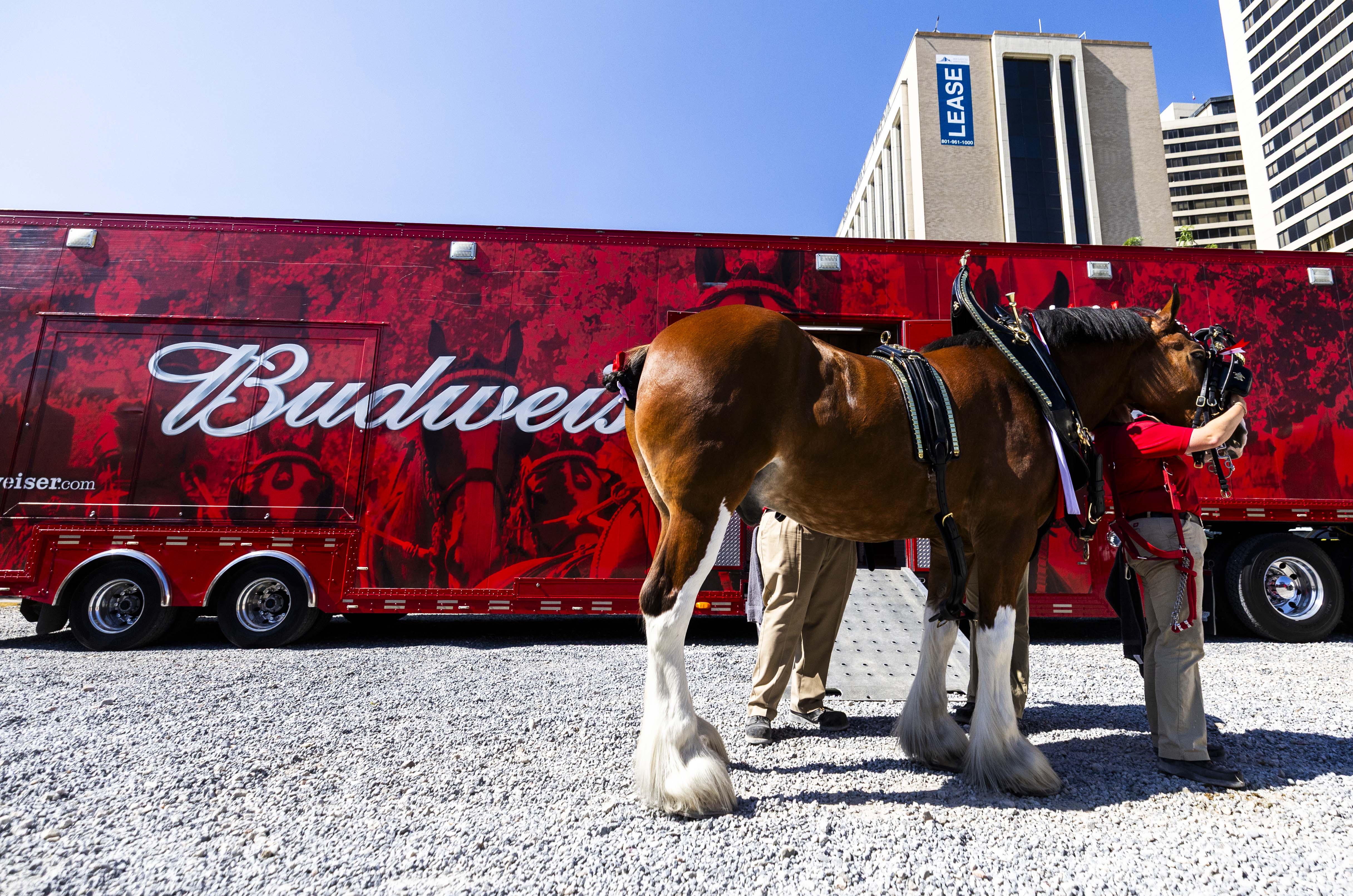 Photo gallery: Budweiser Clydesdales in Utah – Deseret News, image size:4863x3221