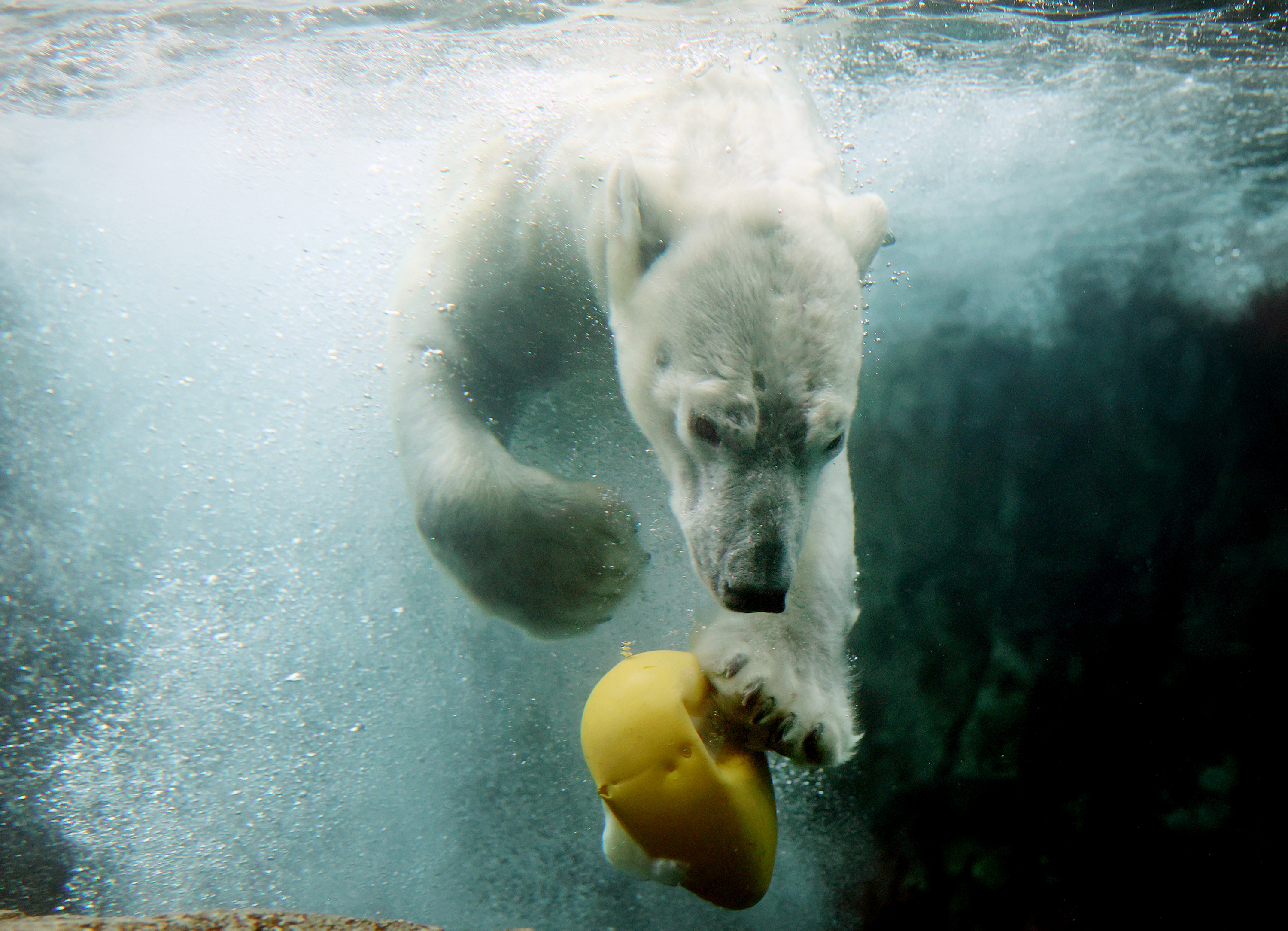 Hogle Zoo to say goodbye to Hope the polar bear — but a new bear arrives  soon