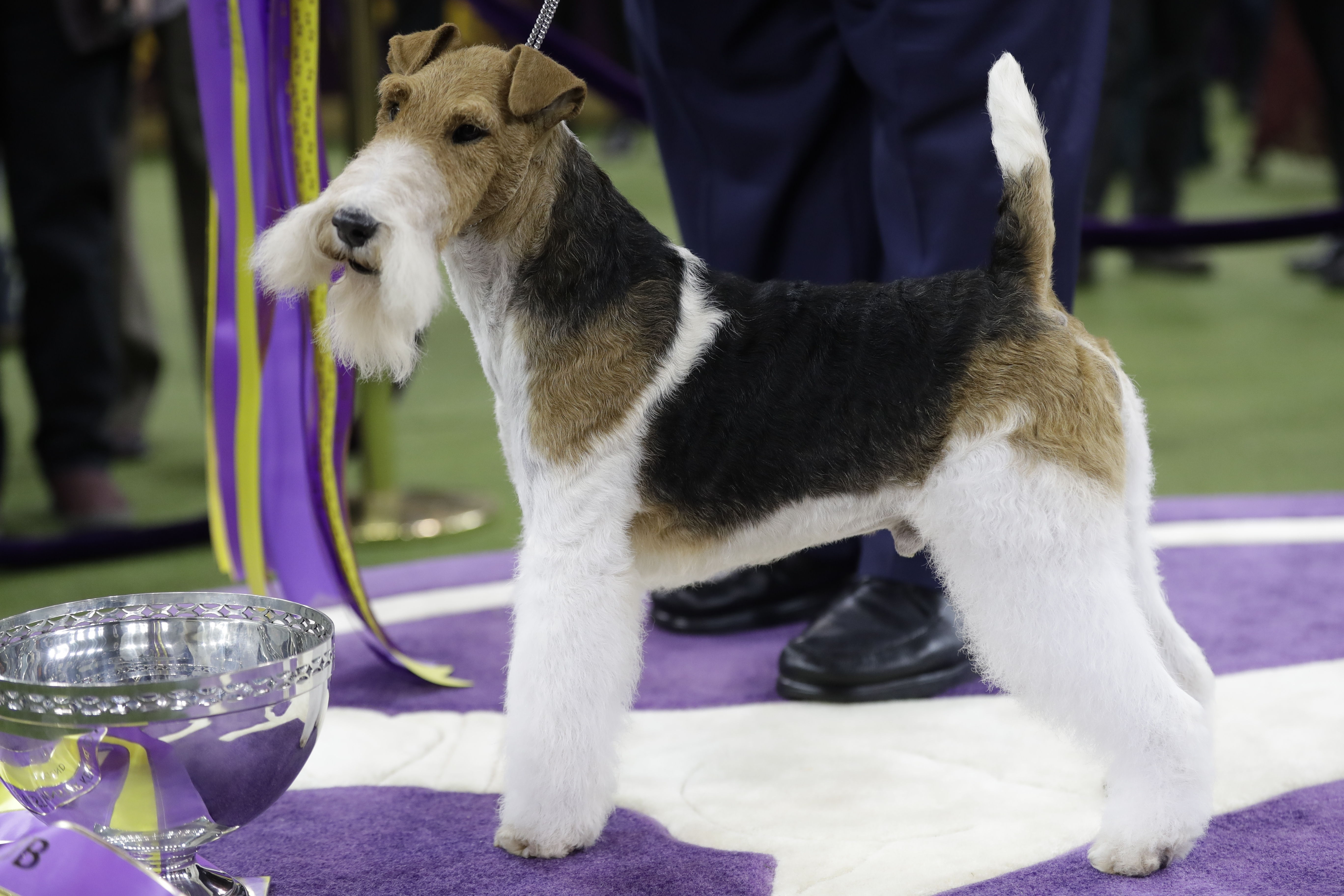 Westminster dog show 2018 wire store fox terrier