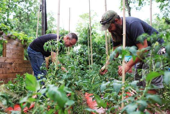 Two men in black T-shirts bend over collecting produce from their garden.