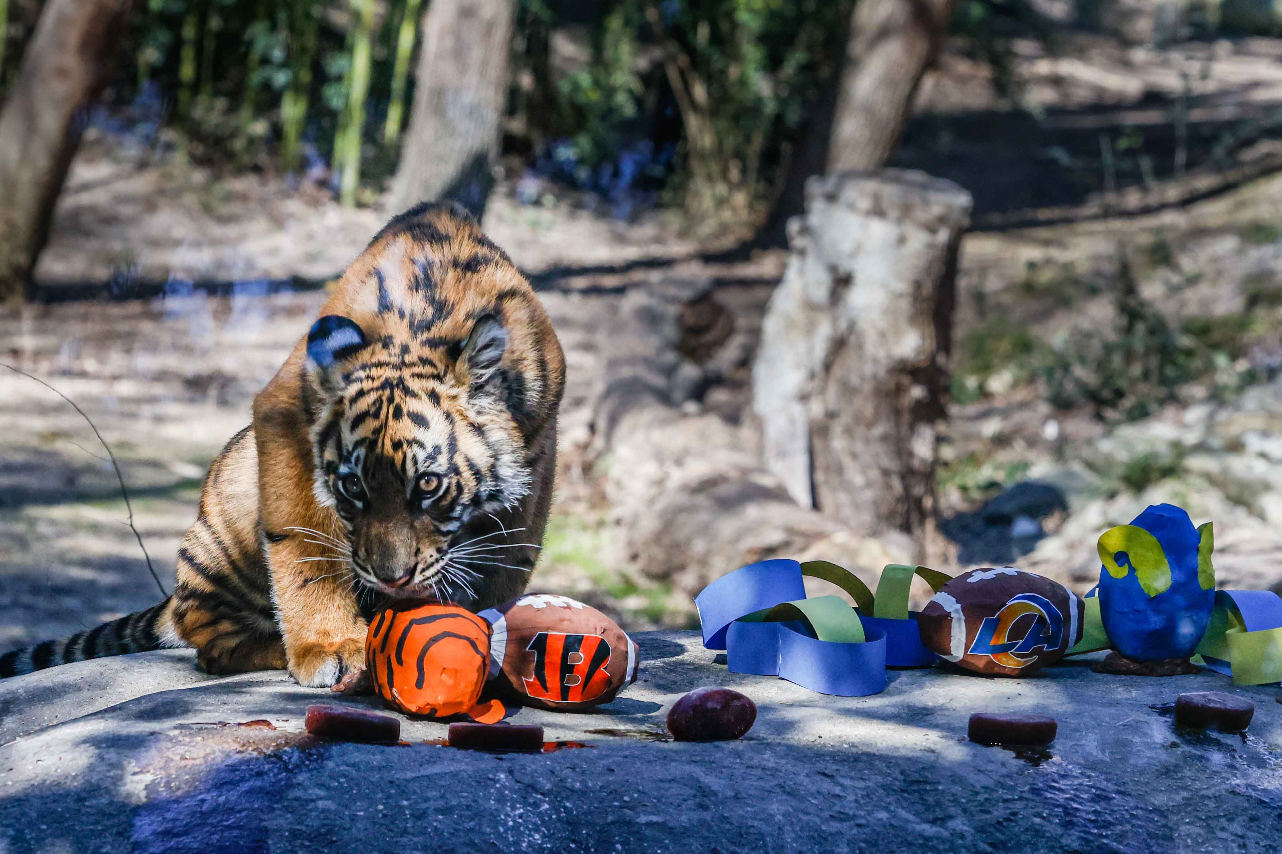 Zoo-per' Bowl: Dallas Zoo's tiger cub predicts Cincinnati Bengals will win  this year's matchup