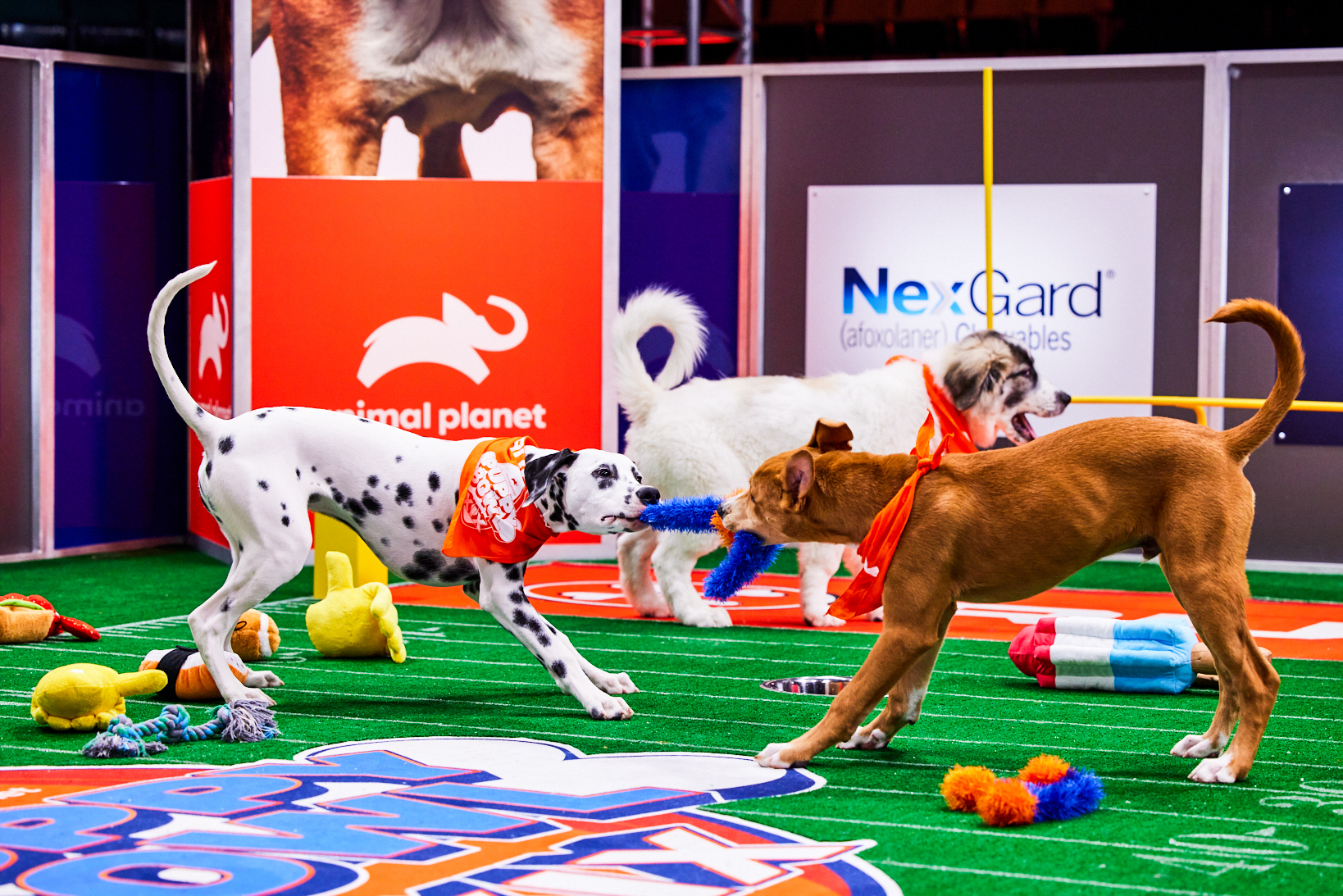 How to Watch the Puppy Bowl 2021 - Stream Animal Planet's Puppy