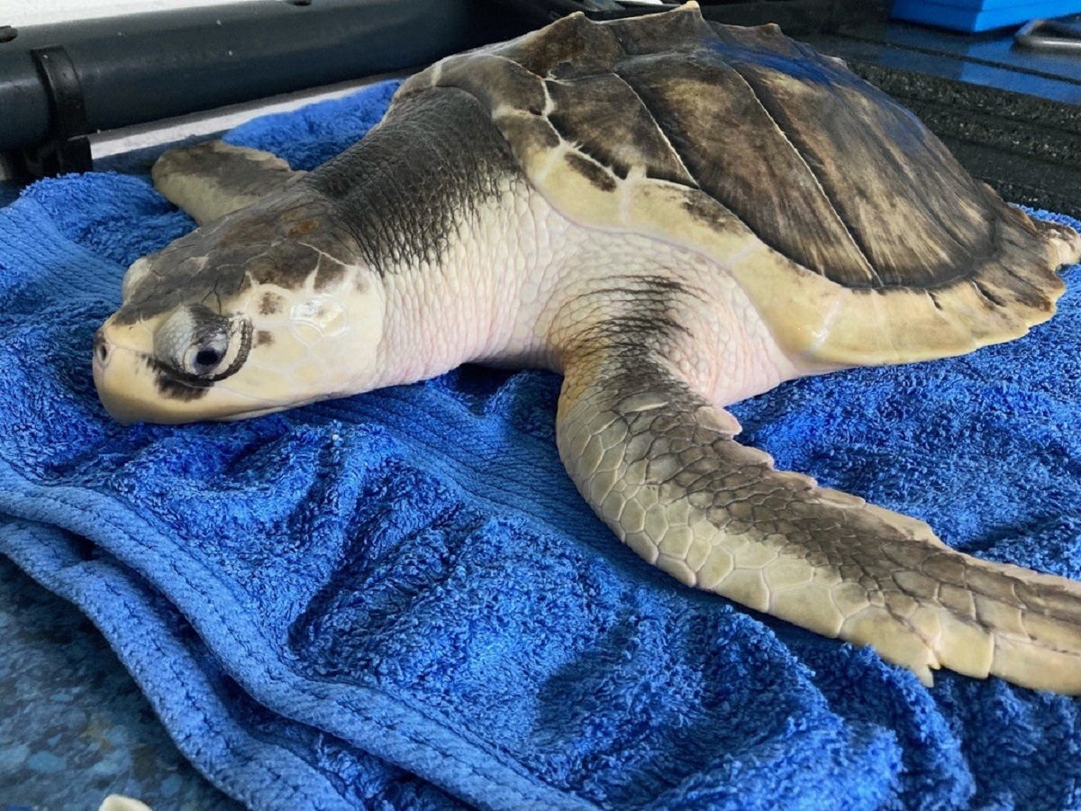 Tiny turtles take up residence at Oregon Zoo for summer growth