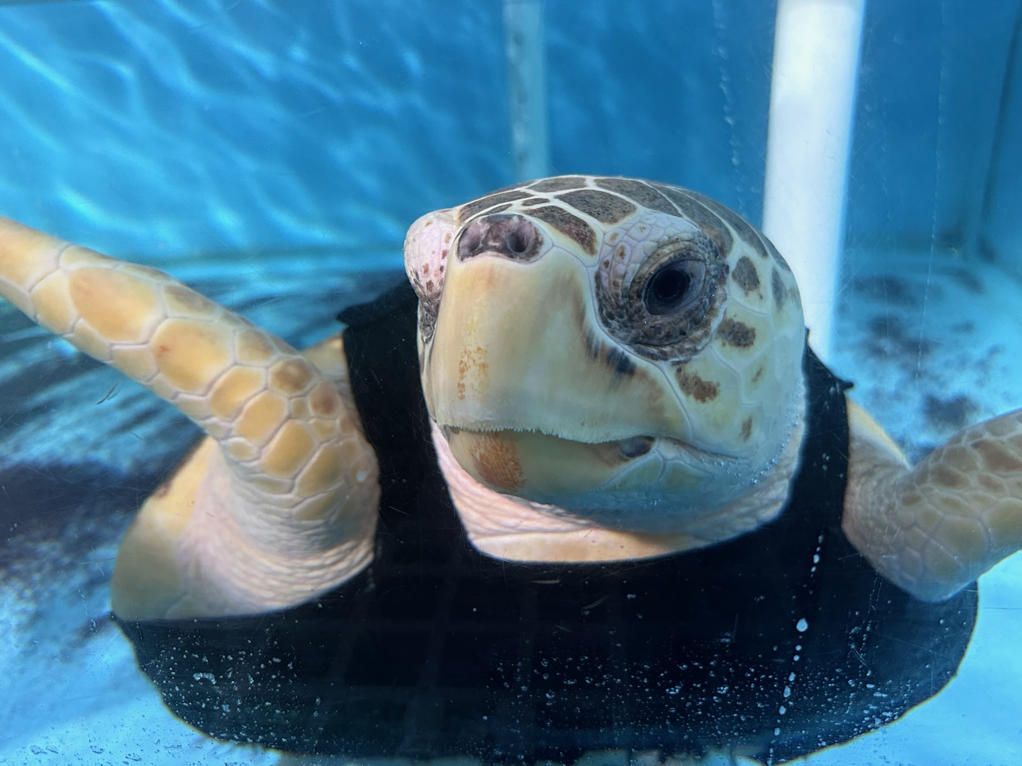 Kemp's Ridley Sea Turtle  National Wildlife Federation