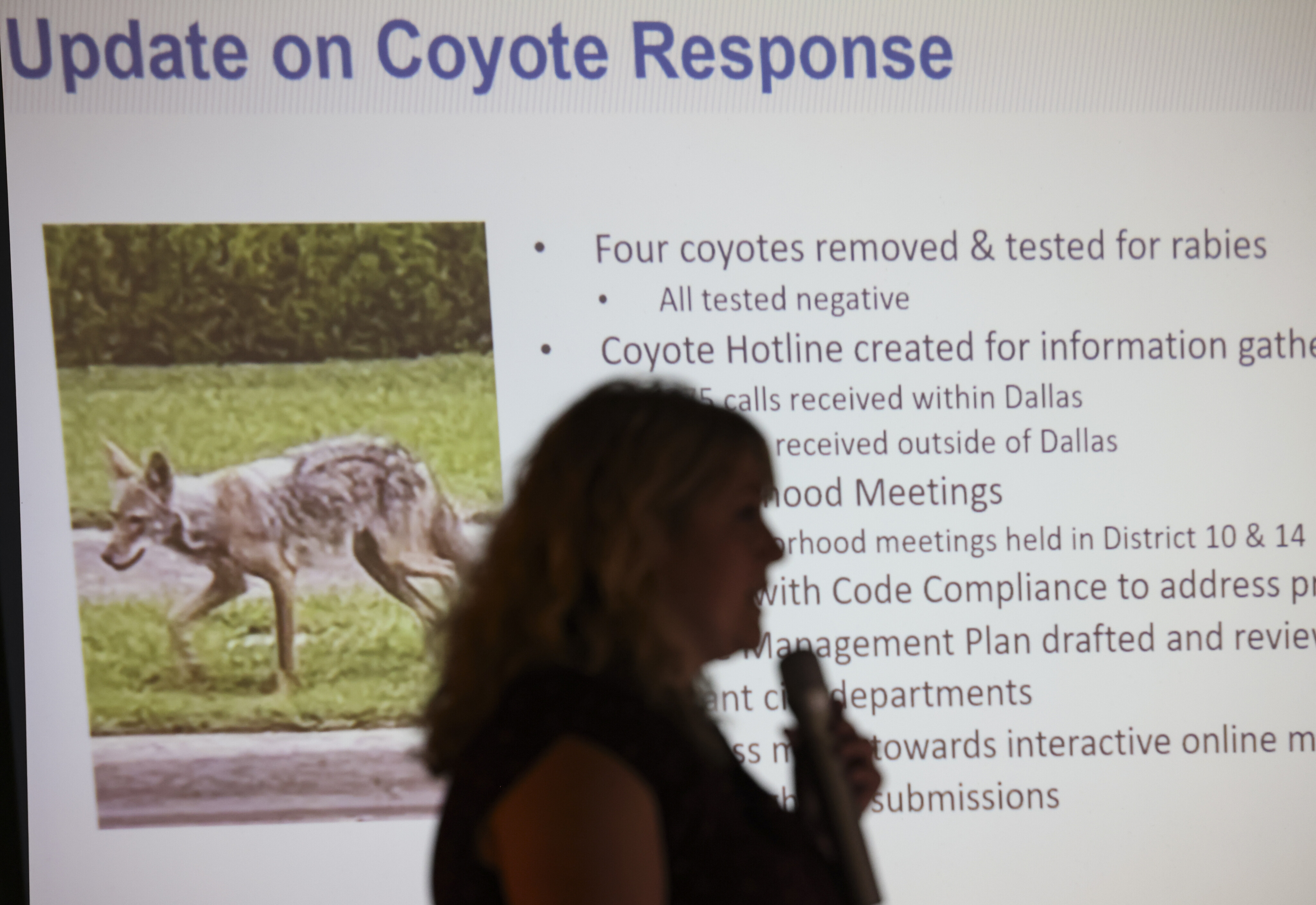 After another N.J. coyote attack, here's what to do if one approaches you 