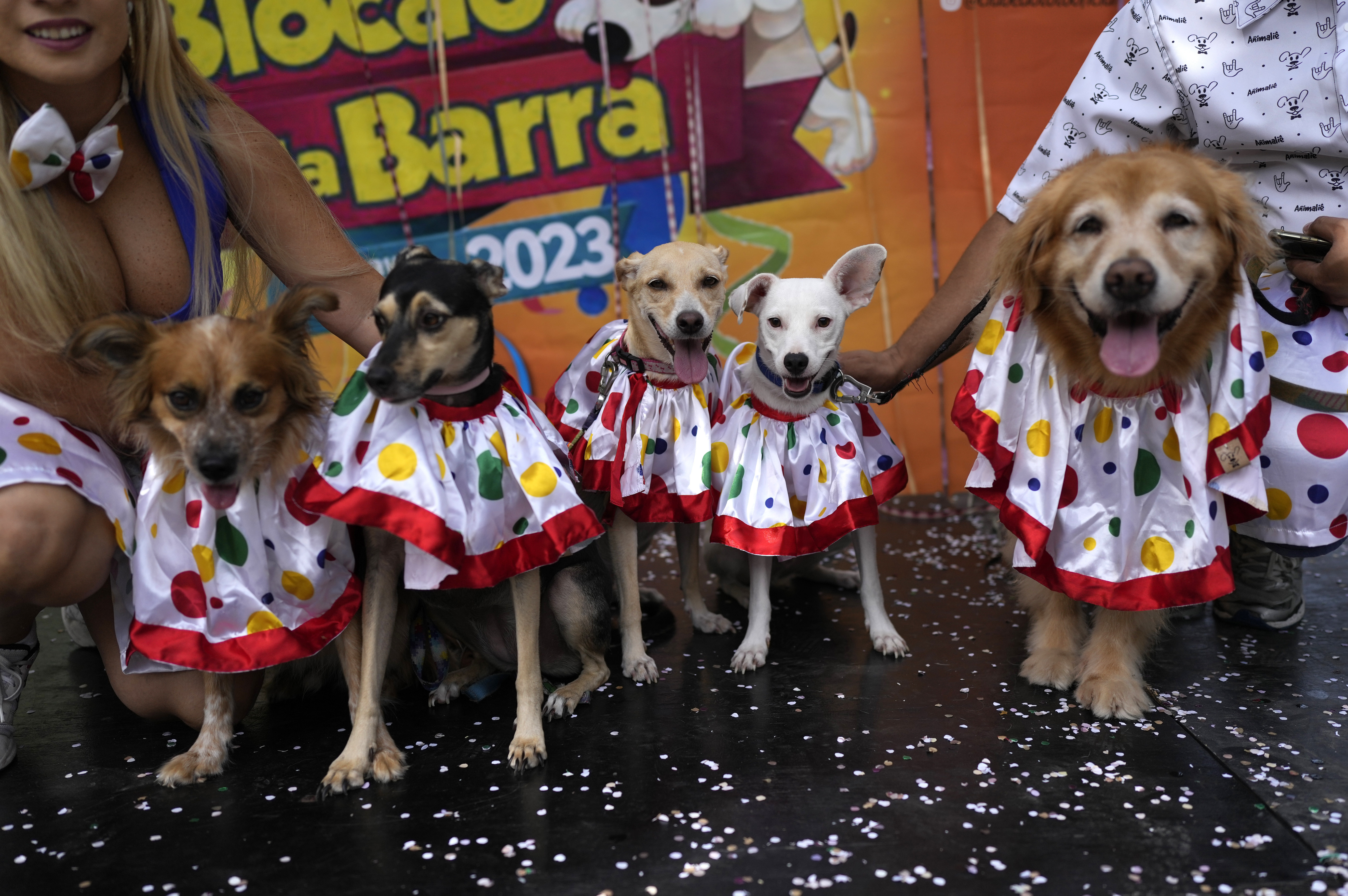 compilar ignorancia dueña En el Carnaval de Río de Janeiro desfilan perros disfrazados