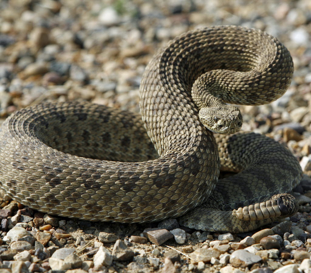 Two Step Rattlesnake Rattlesnake