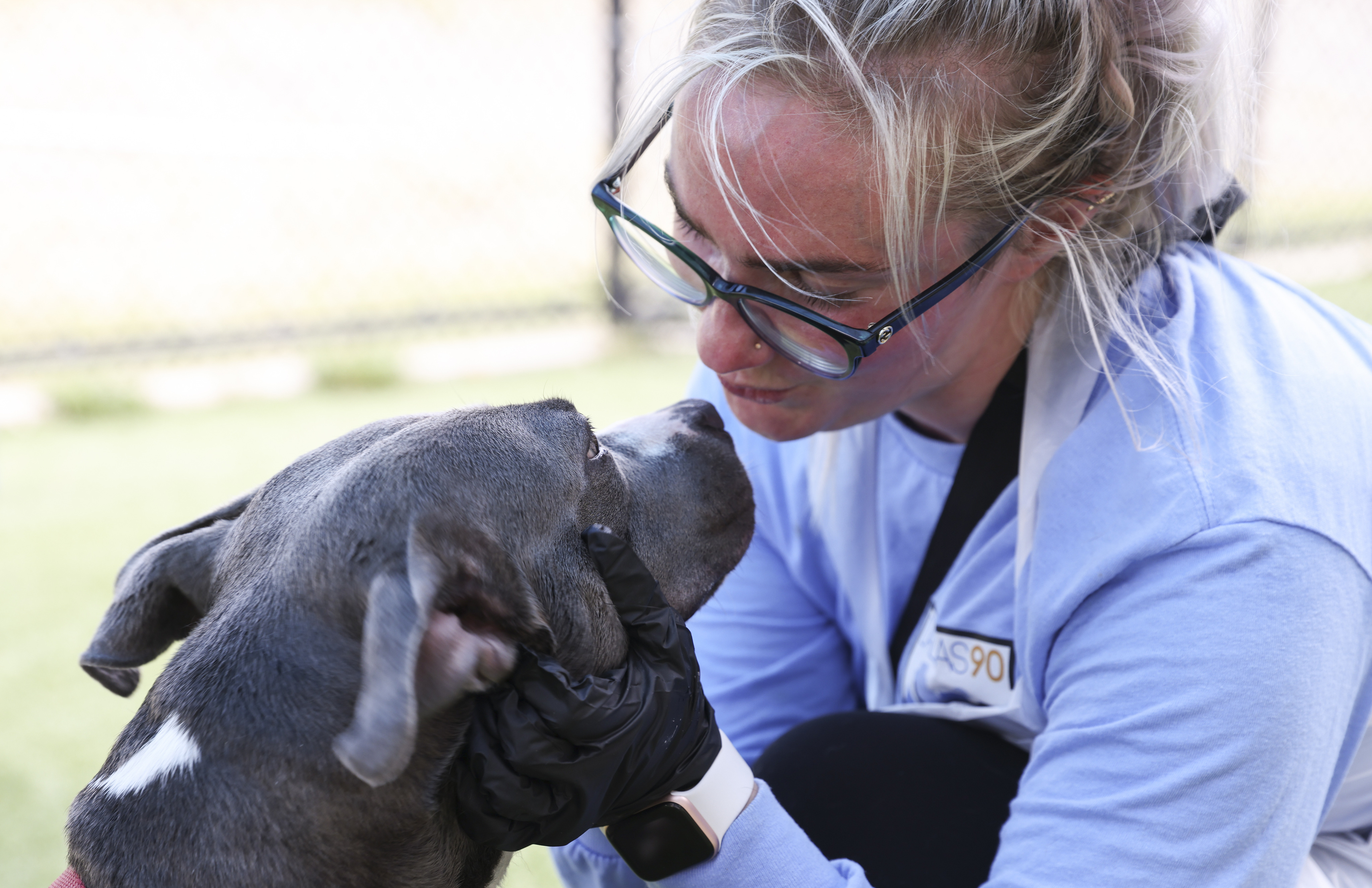For North Texas animal shelters, hard times drag on