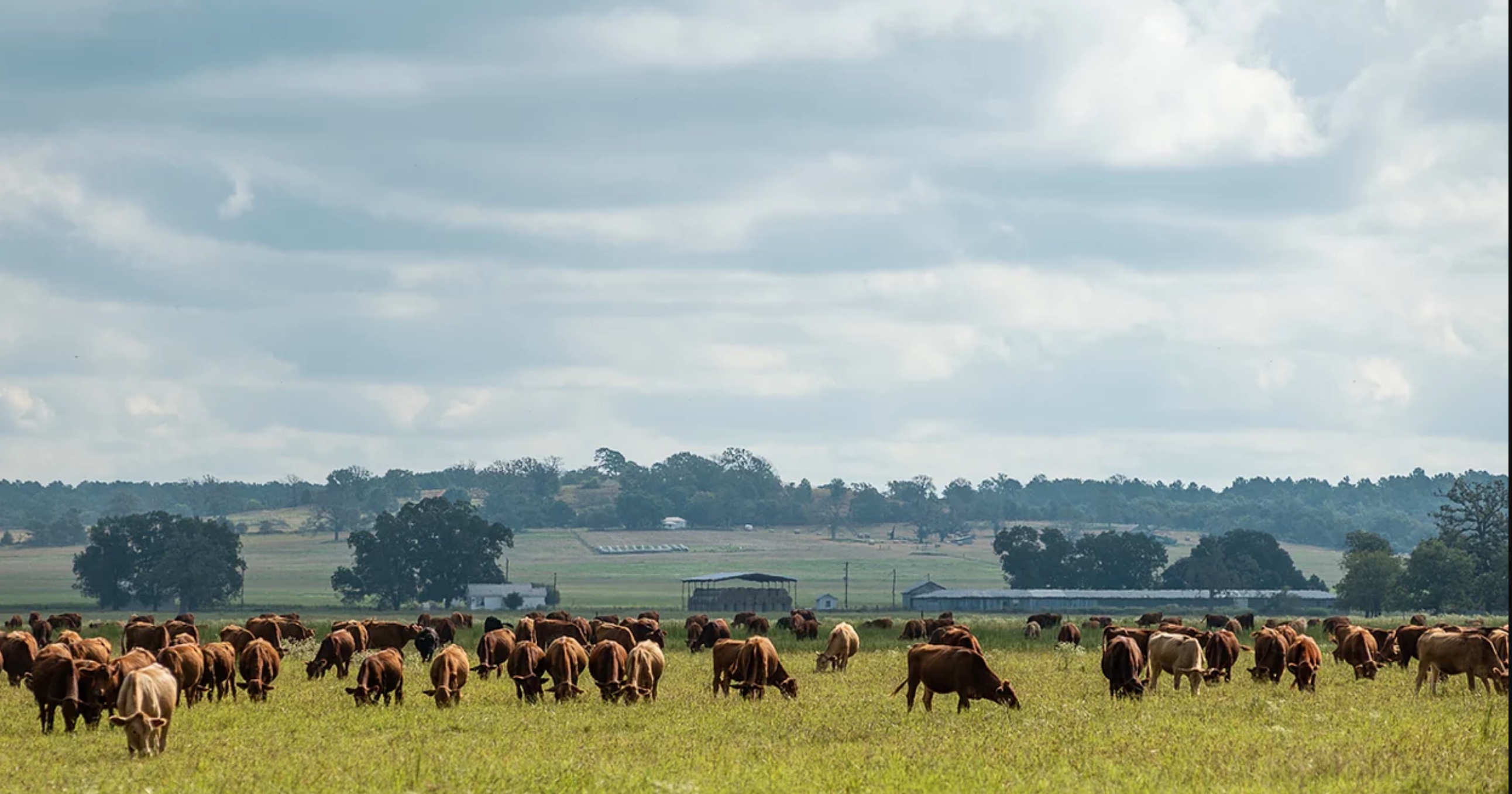 Cattle Ranches cattle-ranches