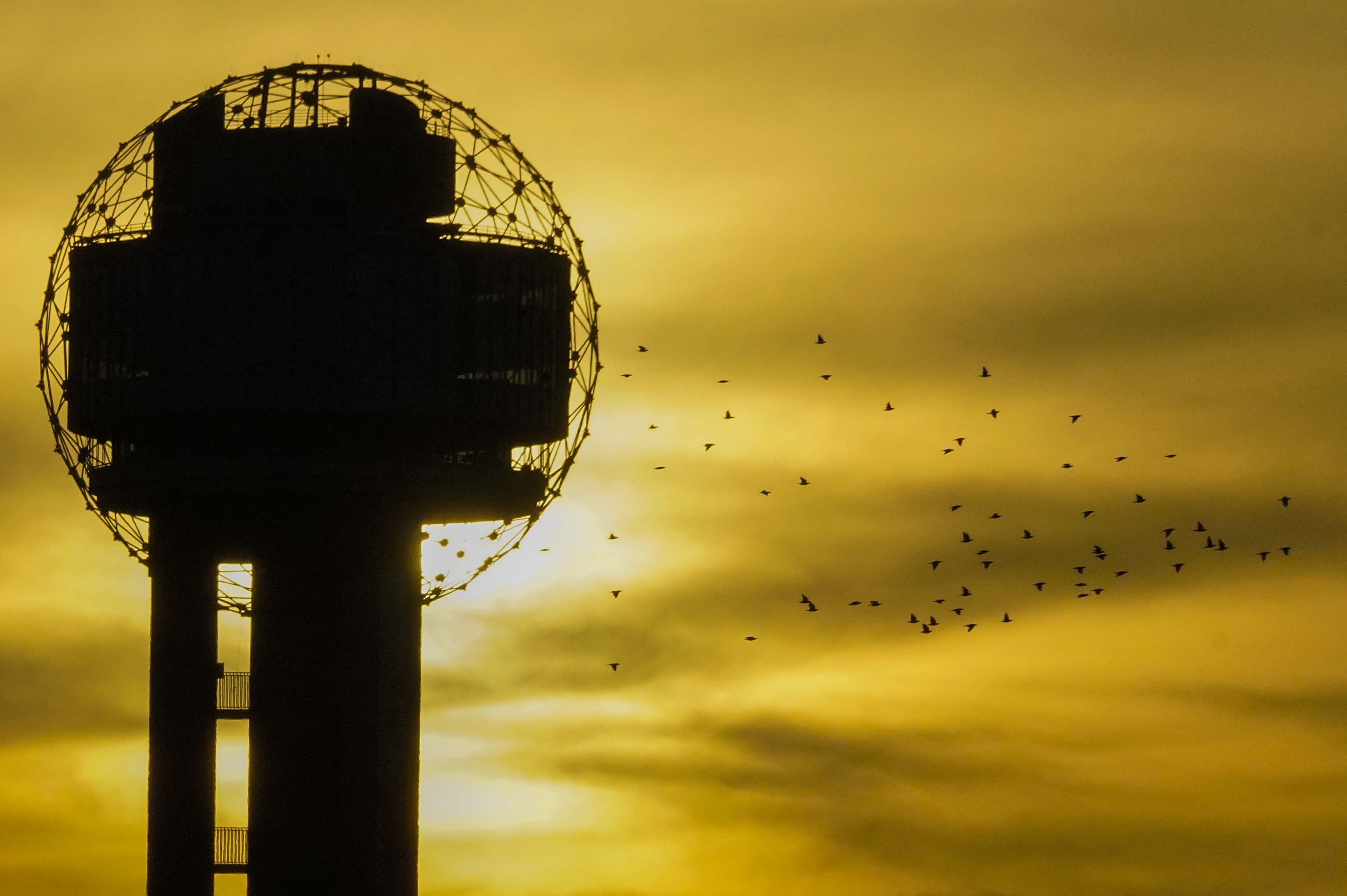 The sun sets as a flock of birds flies past Reunion Tower on Tuesday, June 30, 2020, in Dallas.