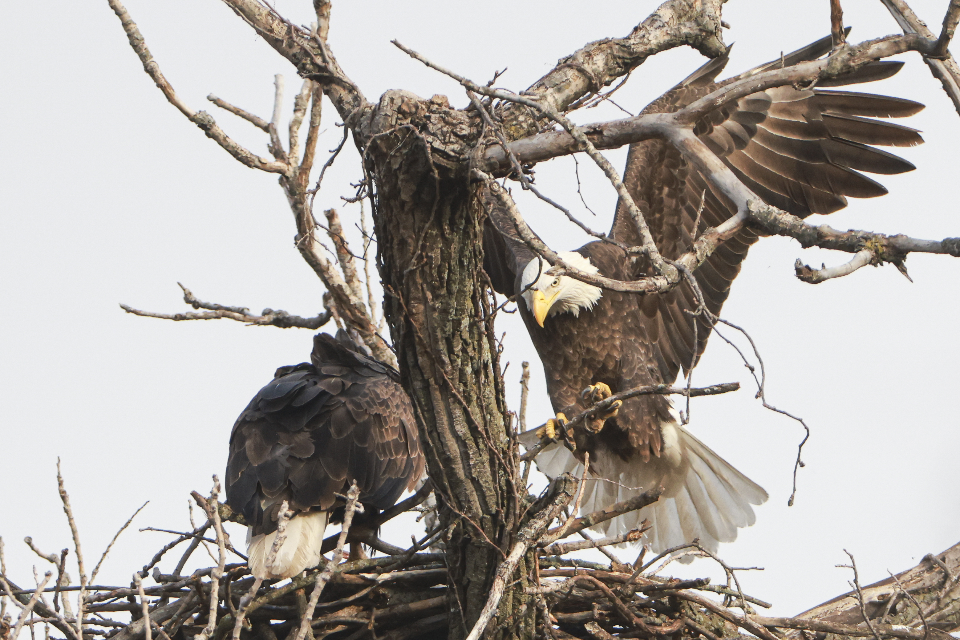 Bald eagles are nesting at Dallas' White Rock Lake. Here's how to