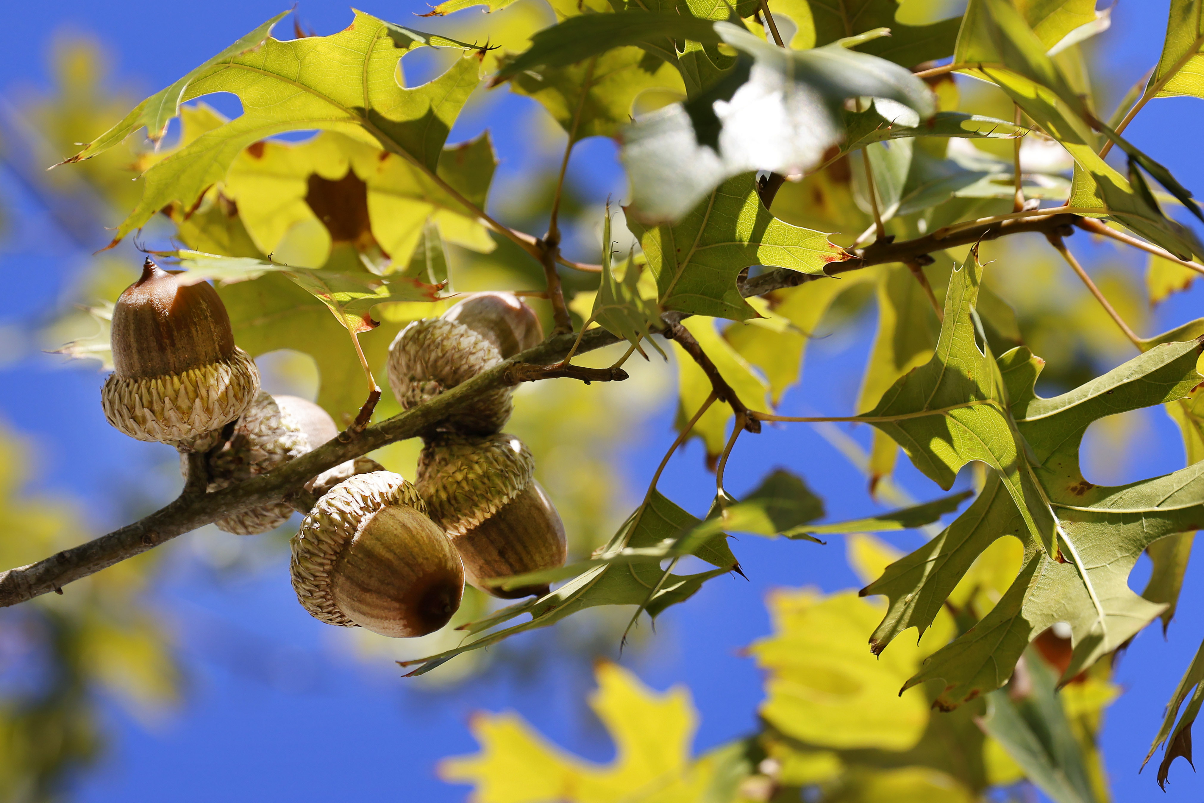 Oak trees keep dropping acorns this fall. Here's how a 'mast' year impacts  North Texas