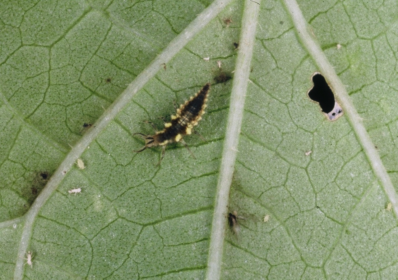 Target pests: Aphids, Whitefly, Leafminer, Mites The Green Lacewing is not